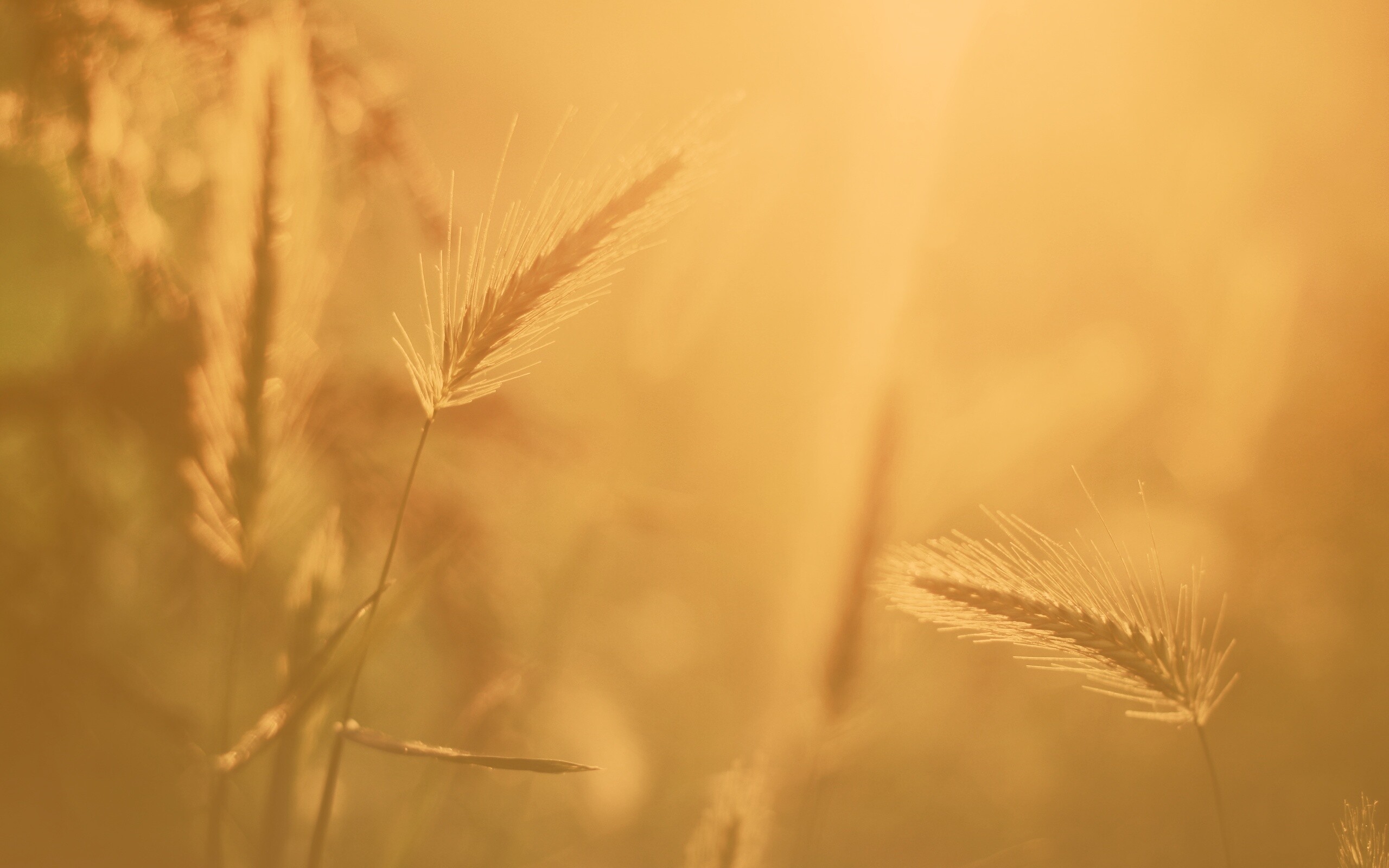 Травинки на солнце обои