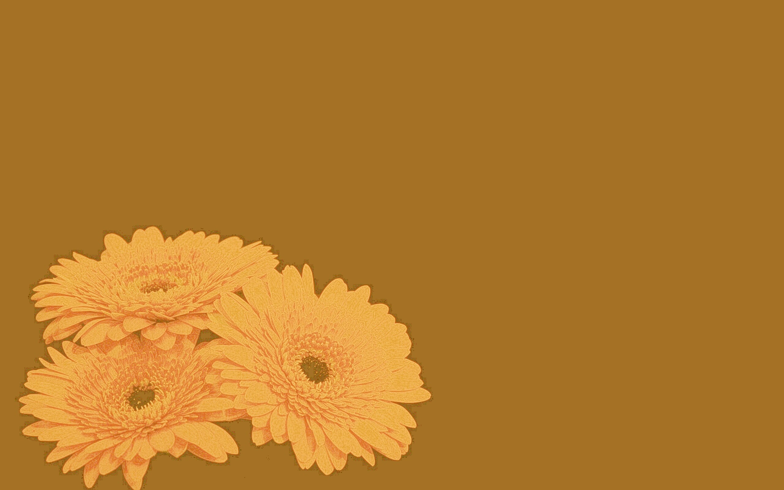 Красные герберы обои