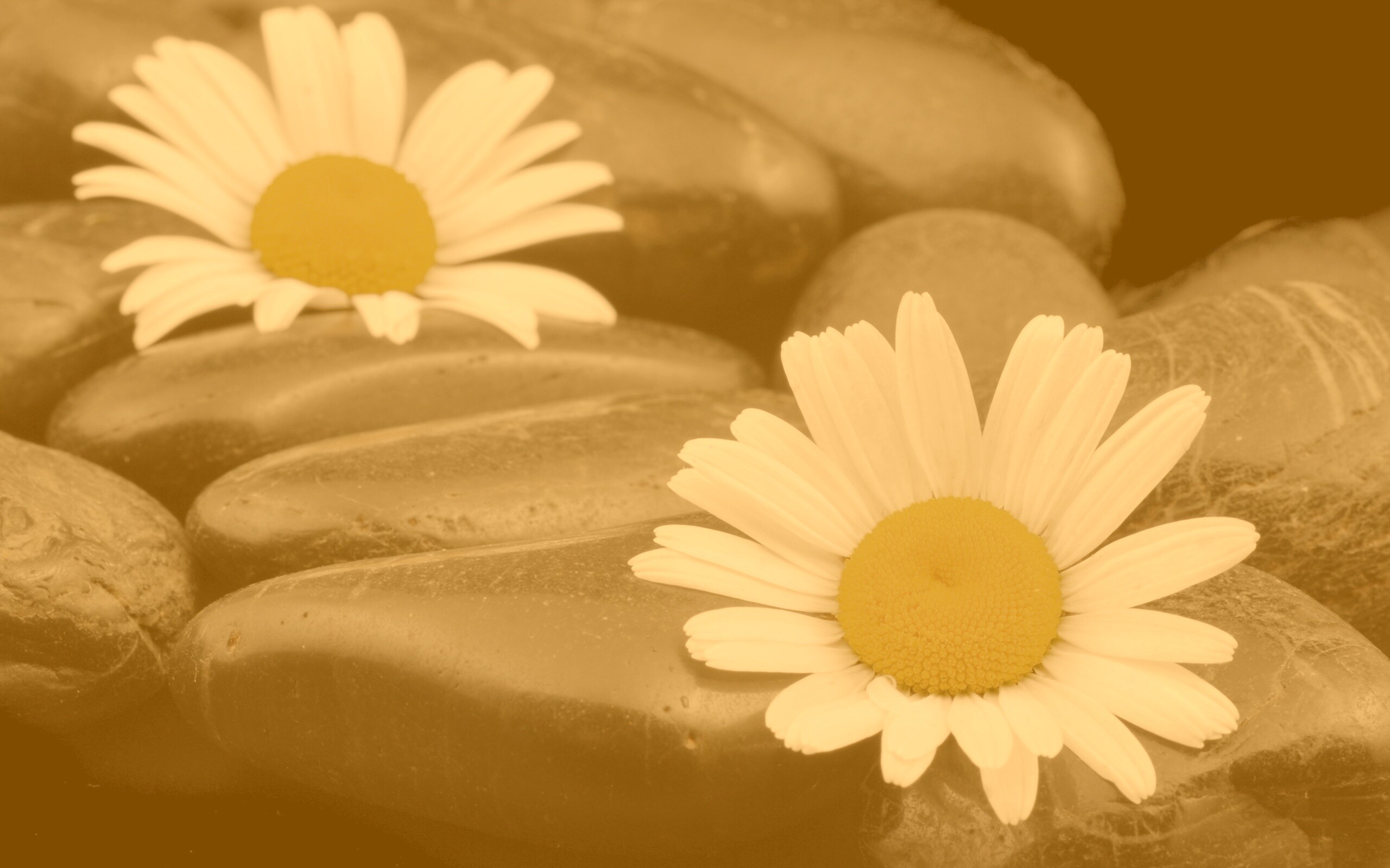 Ромашка среди гальки обои