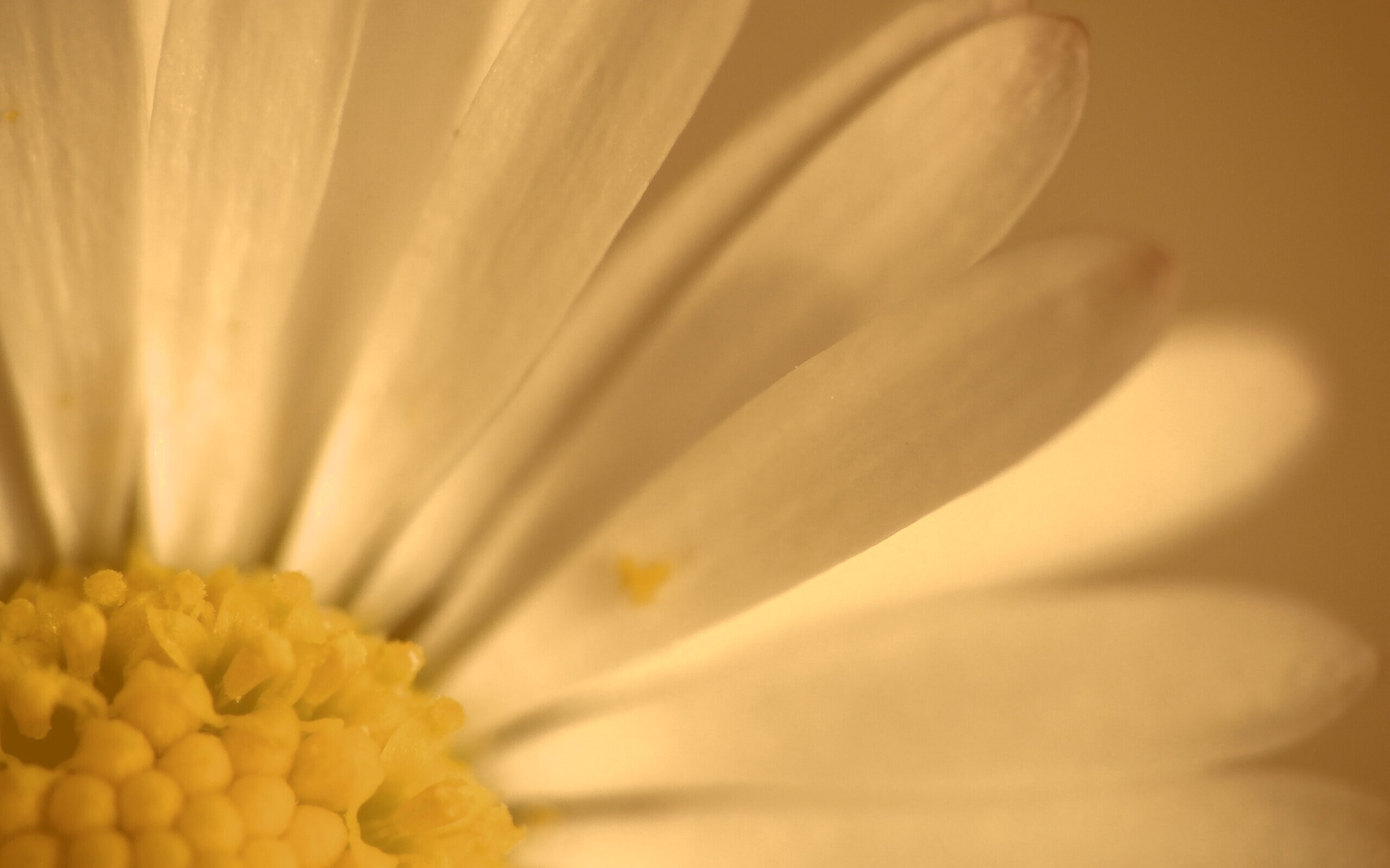 Ромашка обои