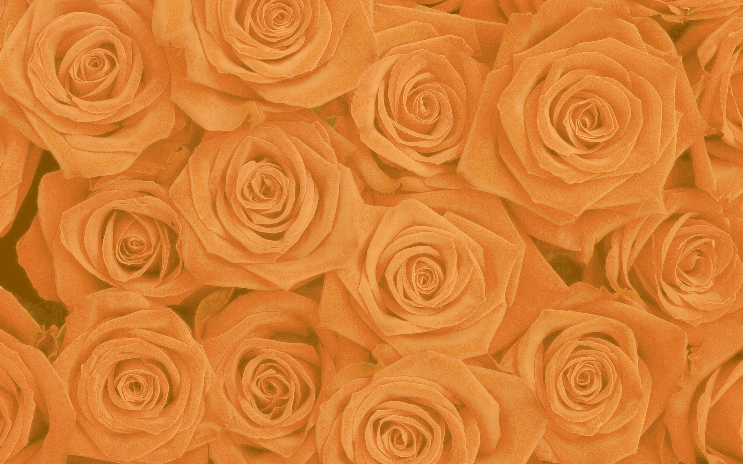 Букет красных роз обои