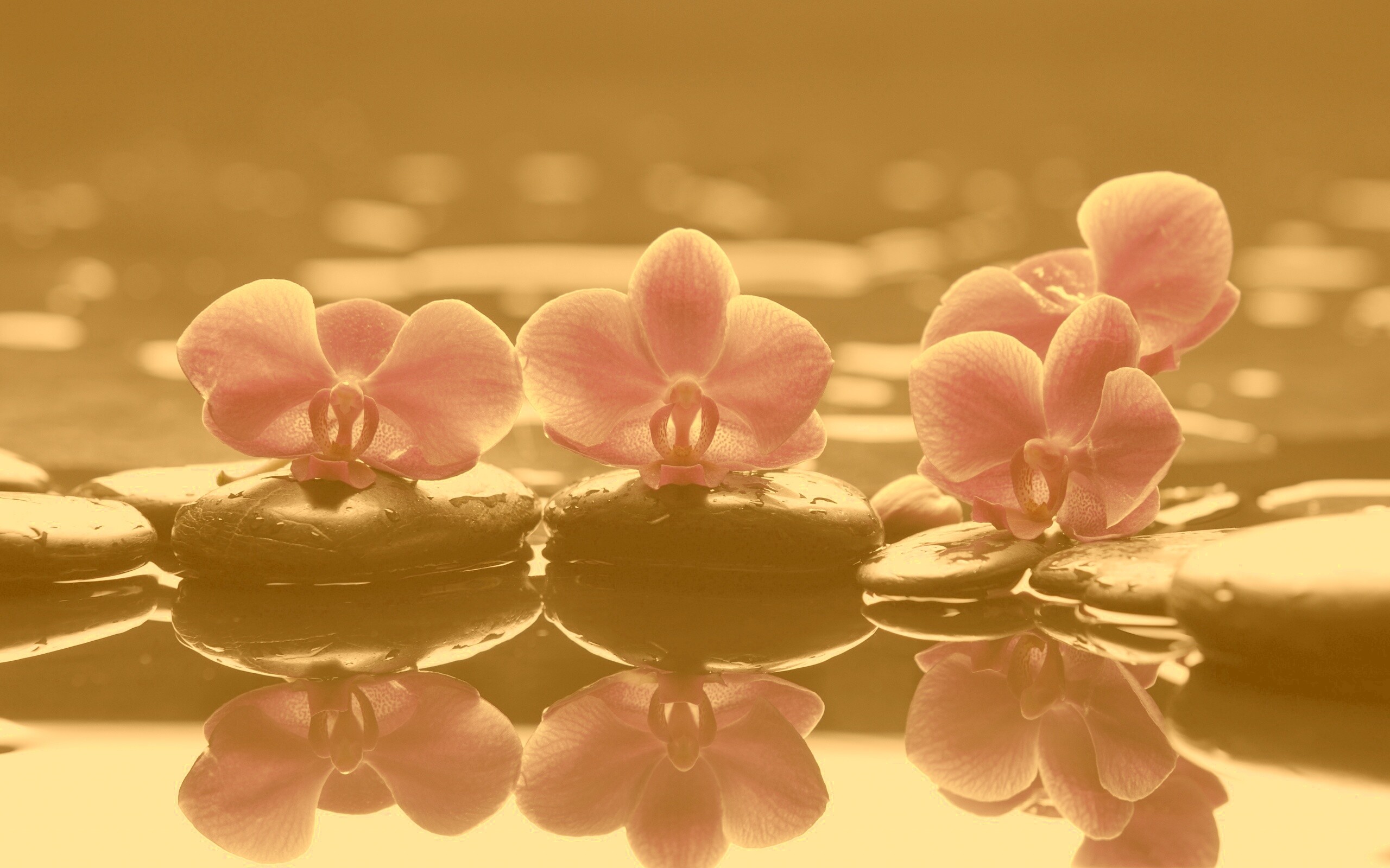 Орхидеи на камнях обои