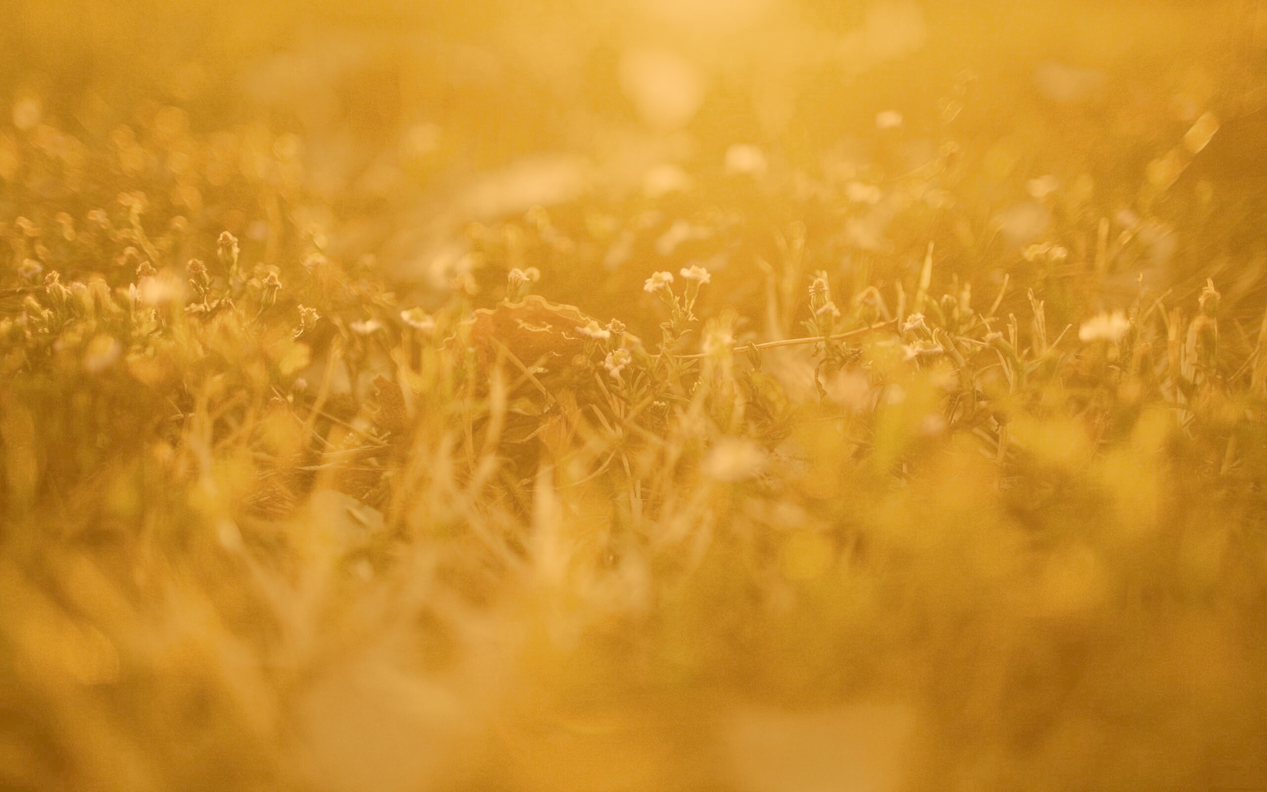 Полевые цветы в закатном солнце обои