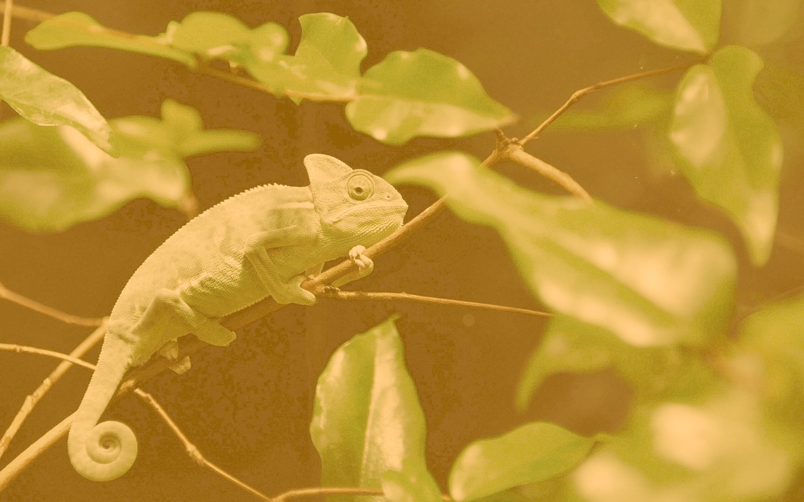 Хамелеон в листве обои