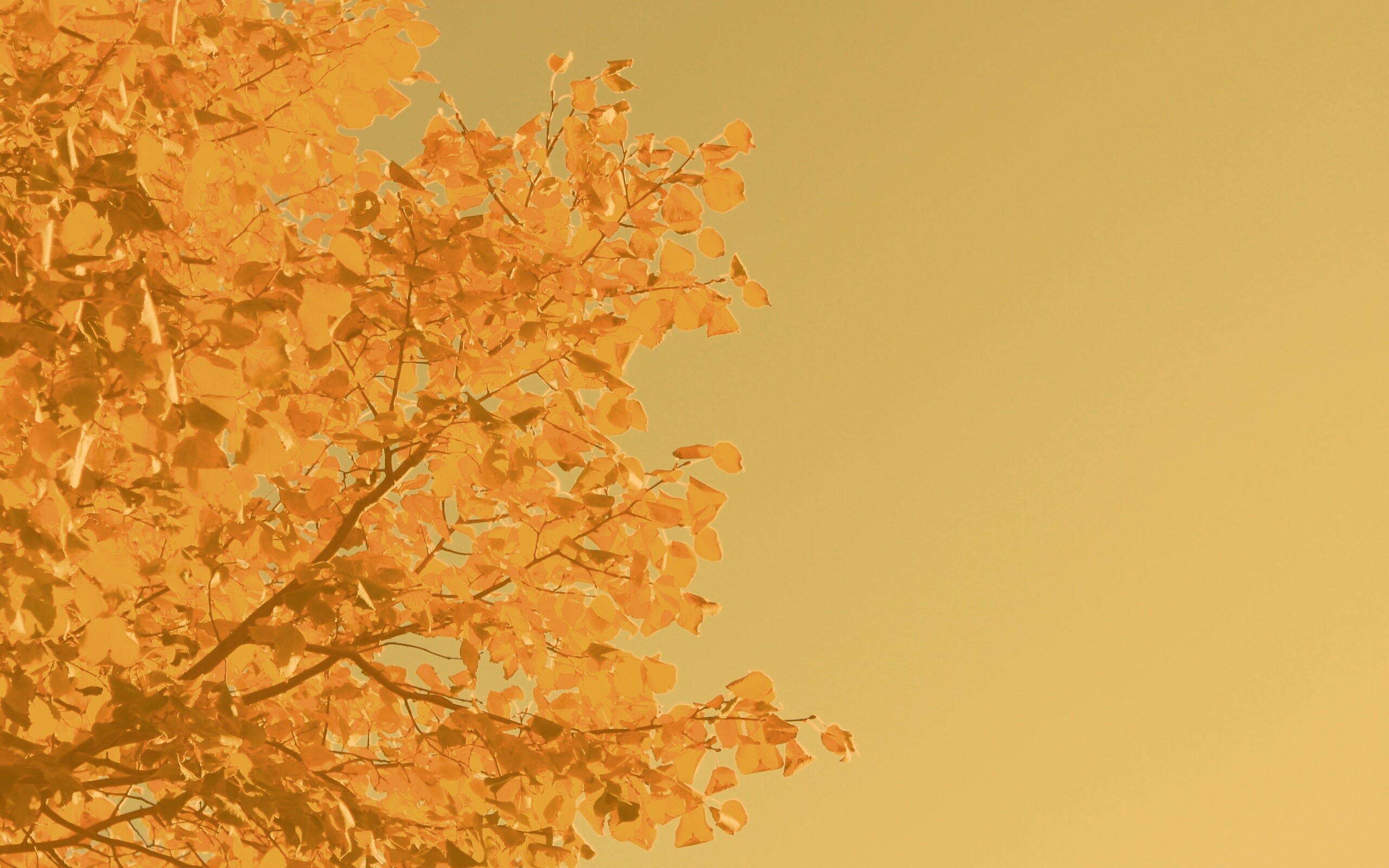 Ветви с пожелтевшими листьями на фоне неба обои