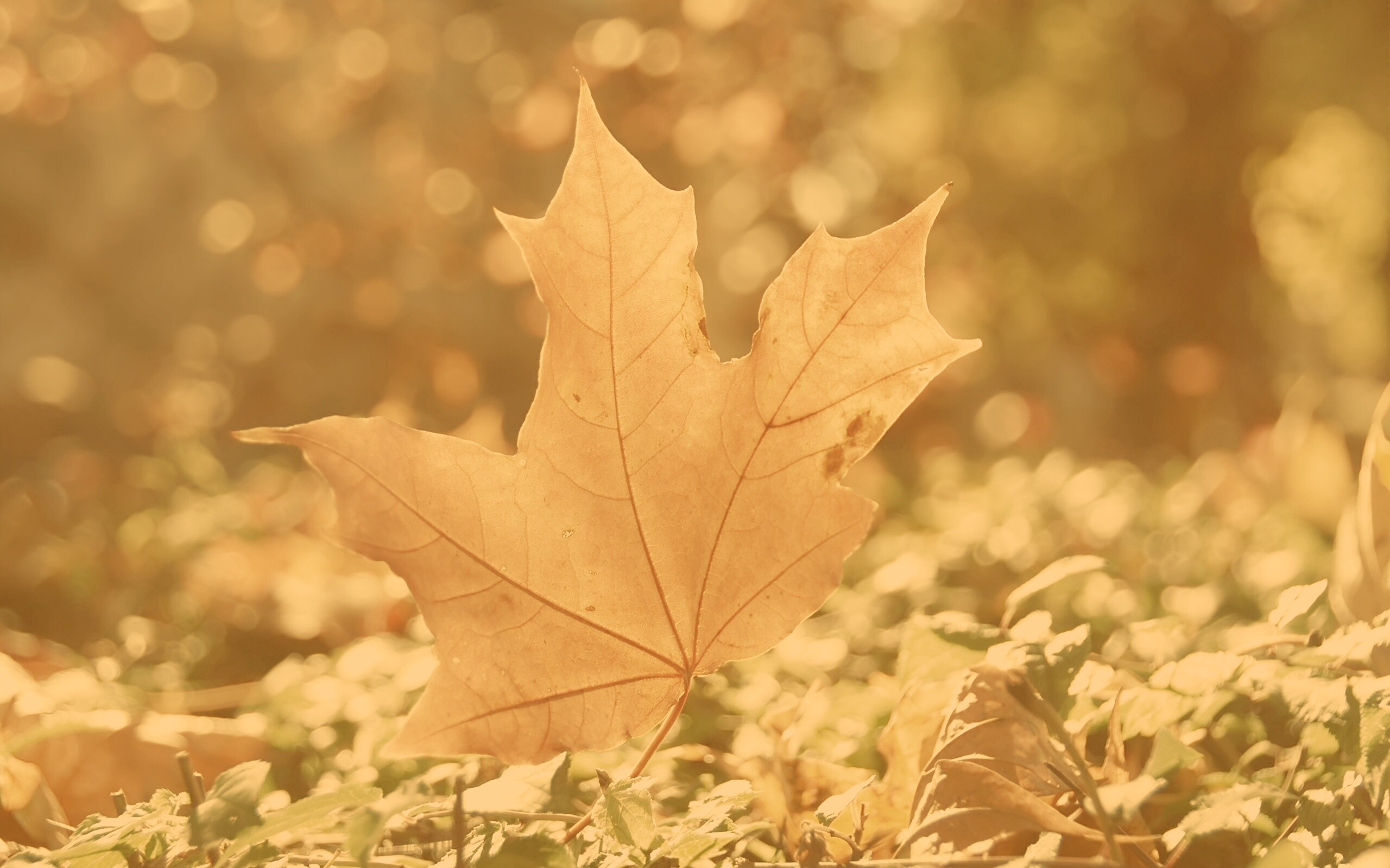 Желтый кленовый лист обои