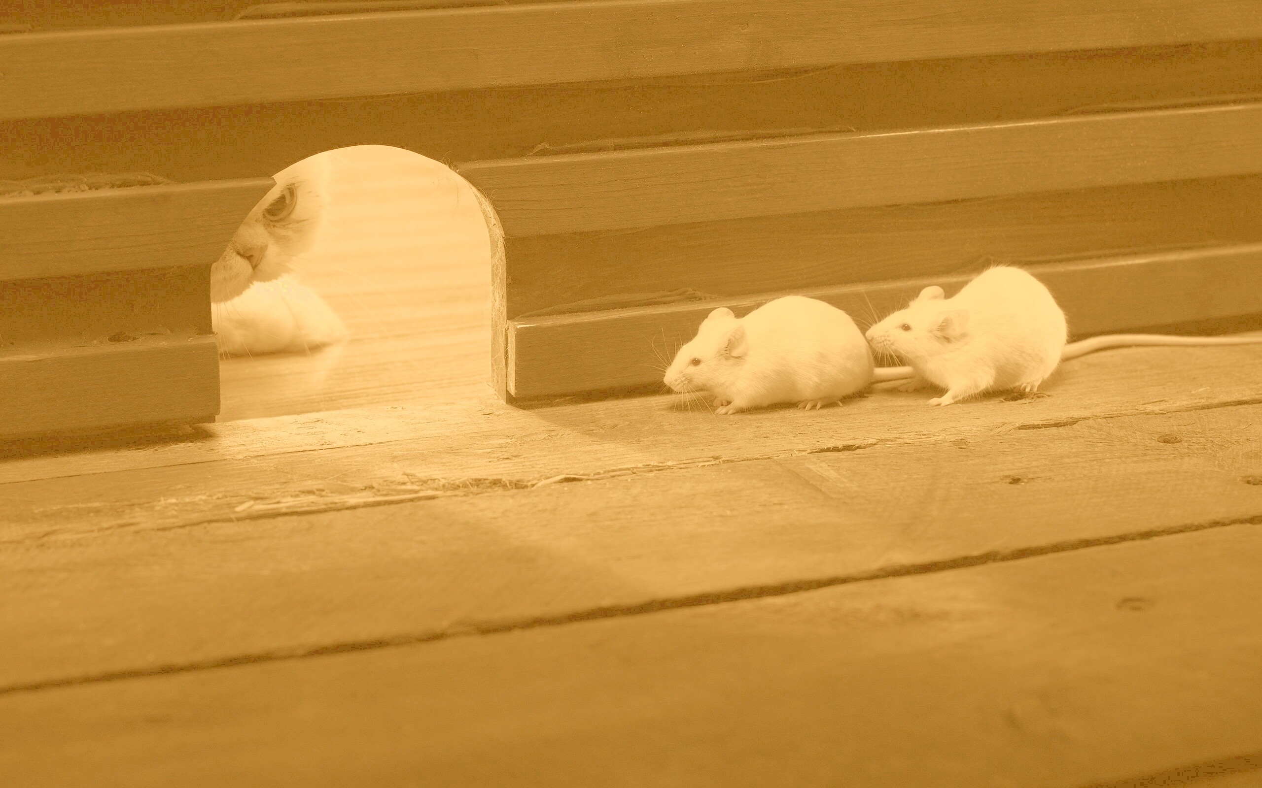 Кошки - мышки обои