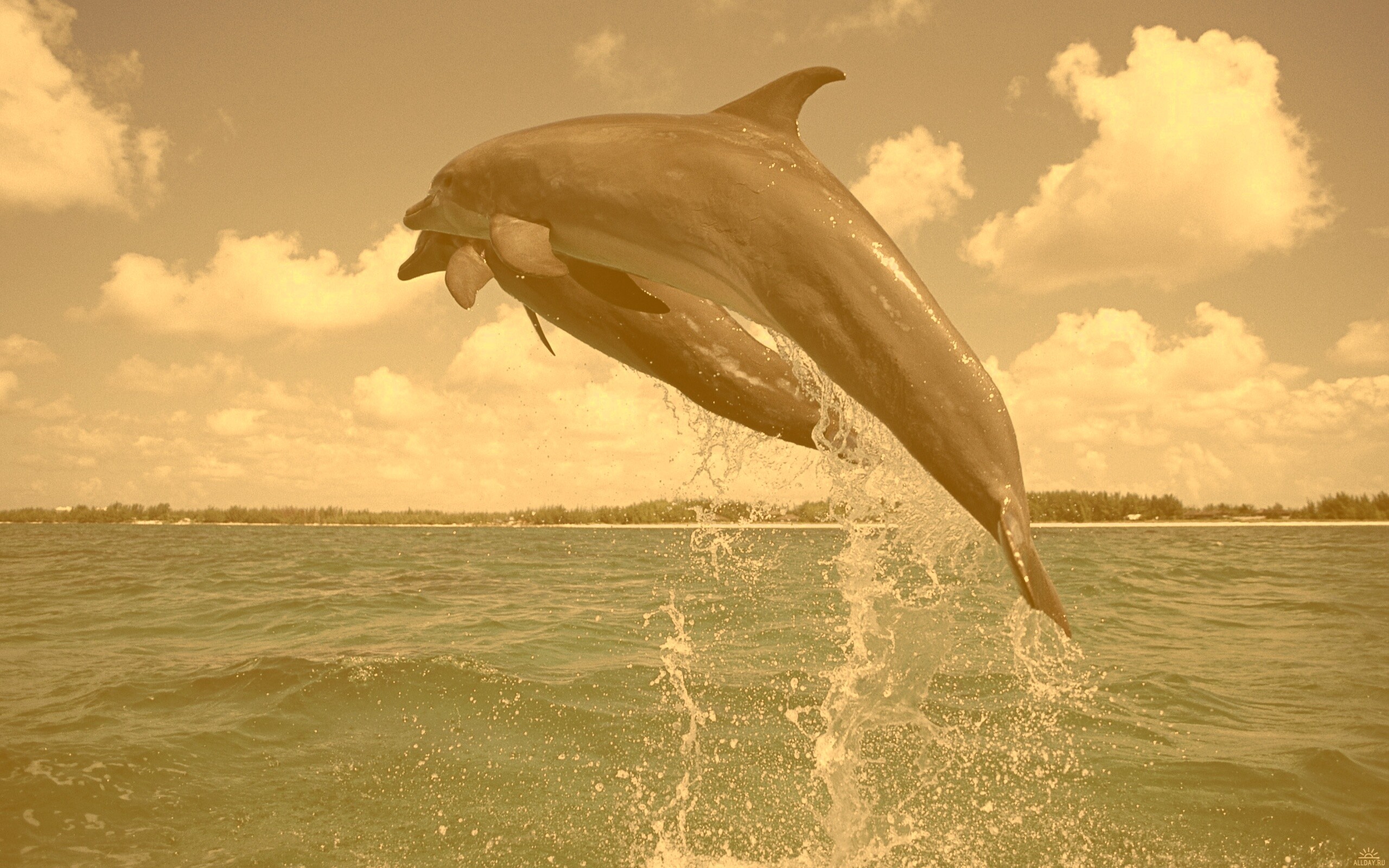 Дельфины обои