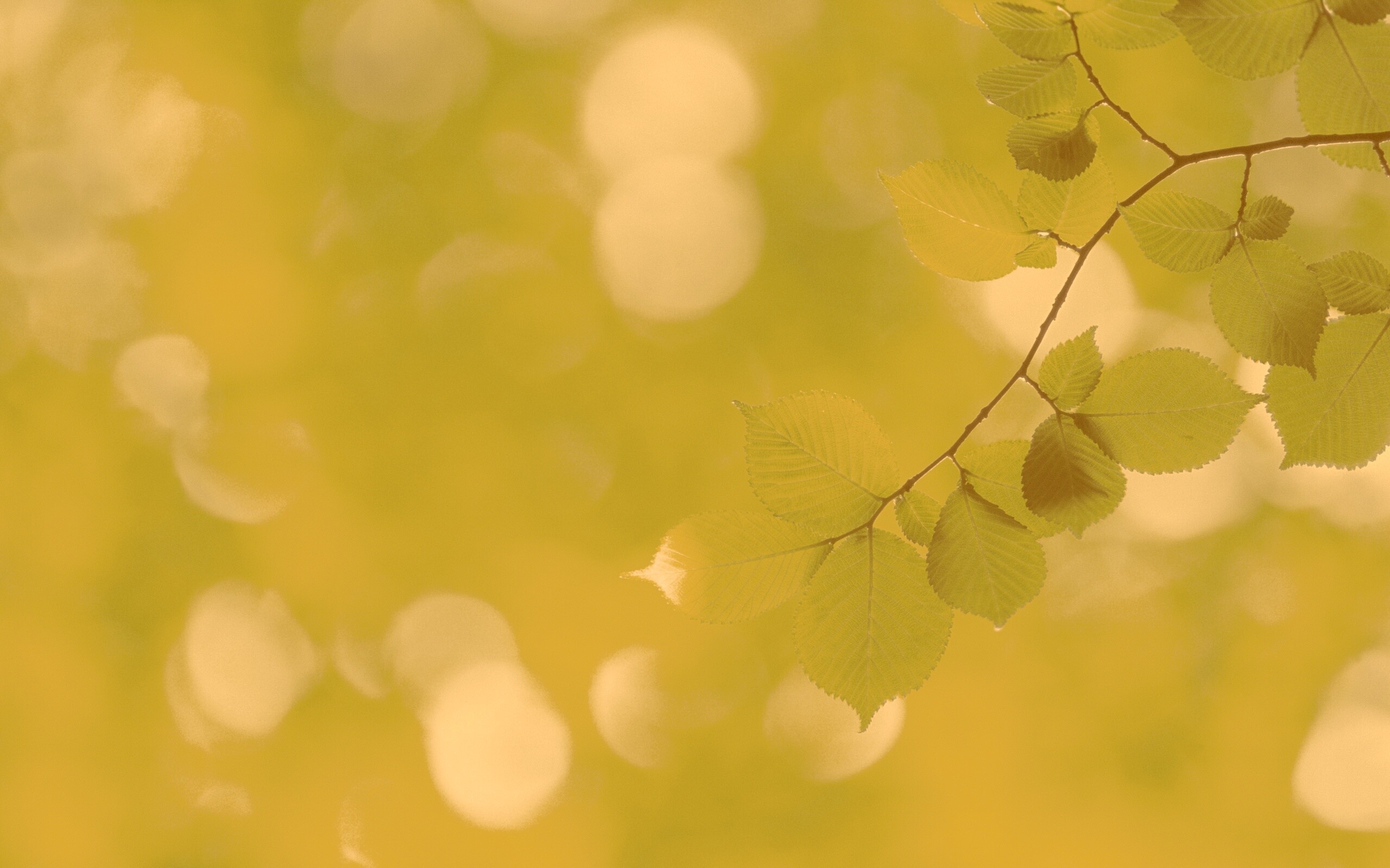 Зеленая ветка с листьями обои