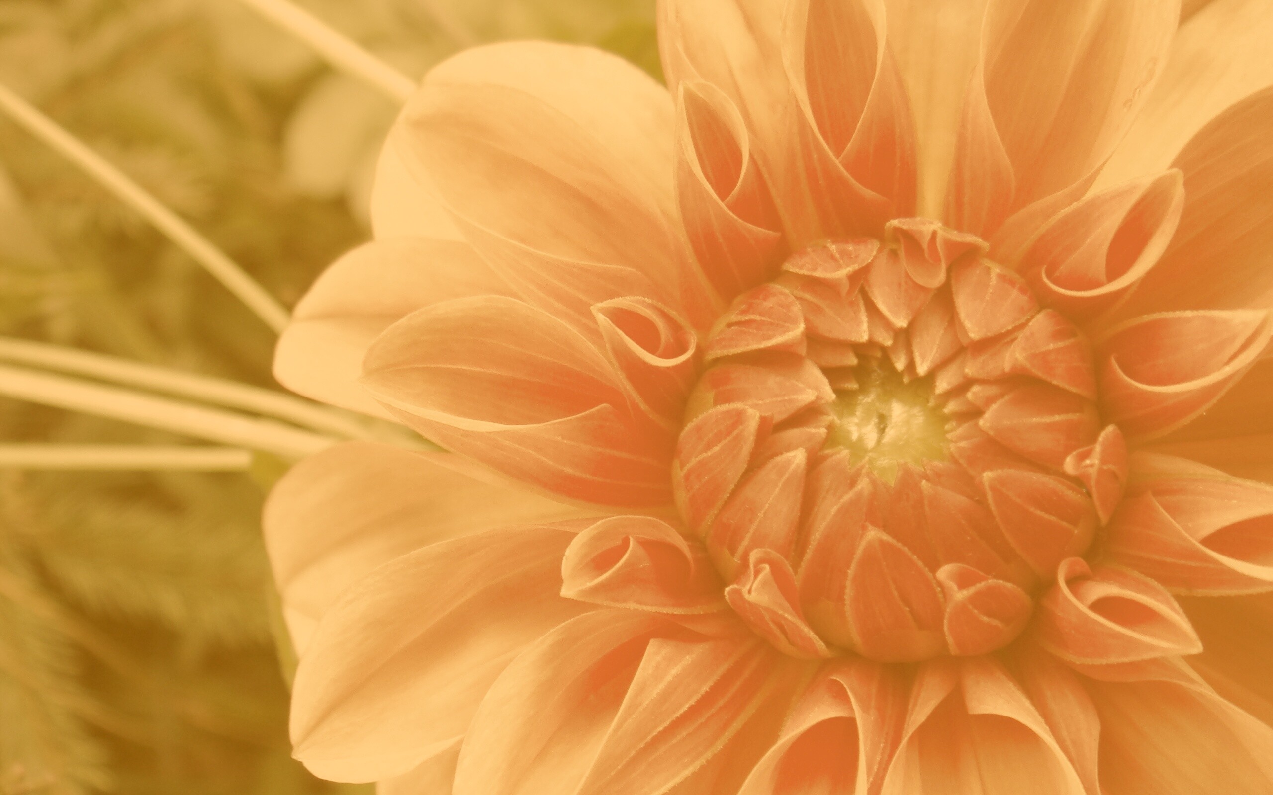 Аленький цветочек обои