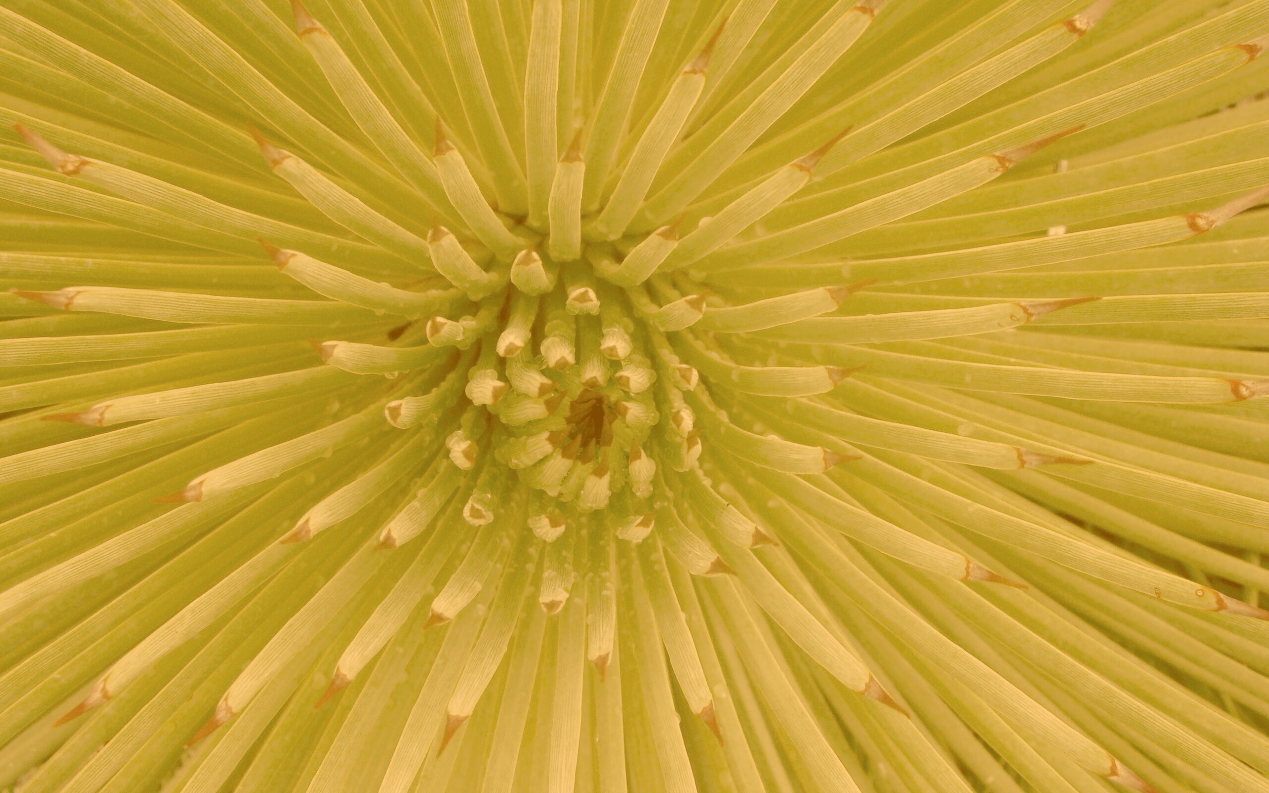 Хищный цветок обои