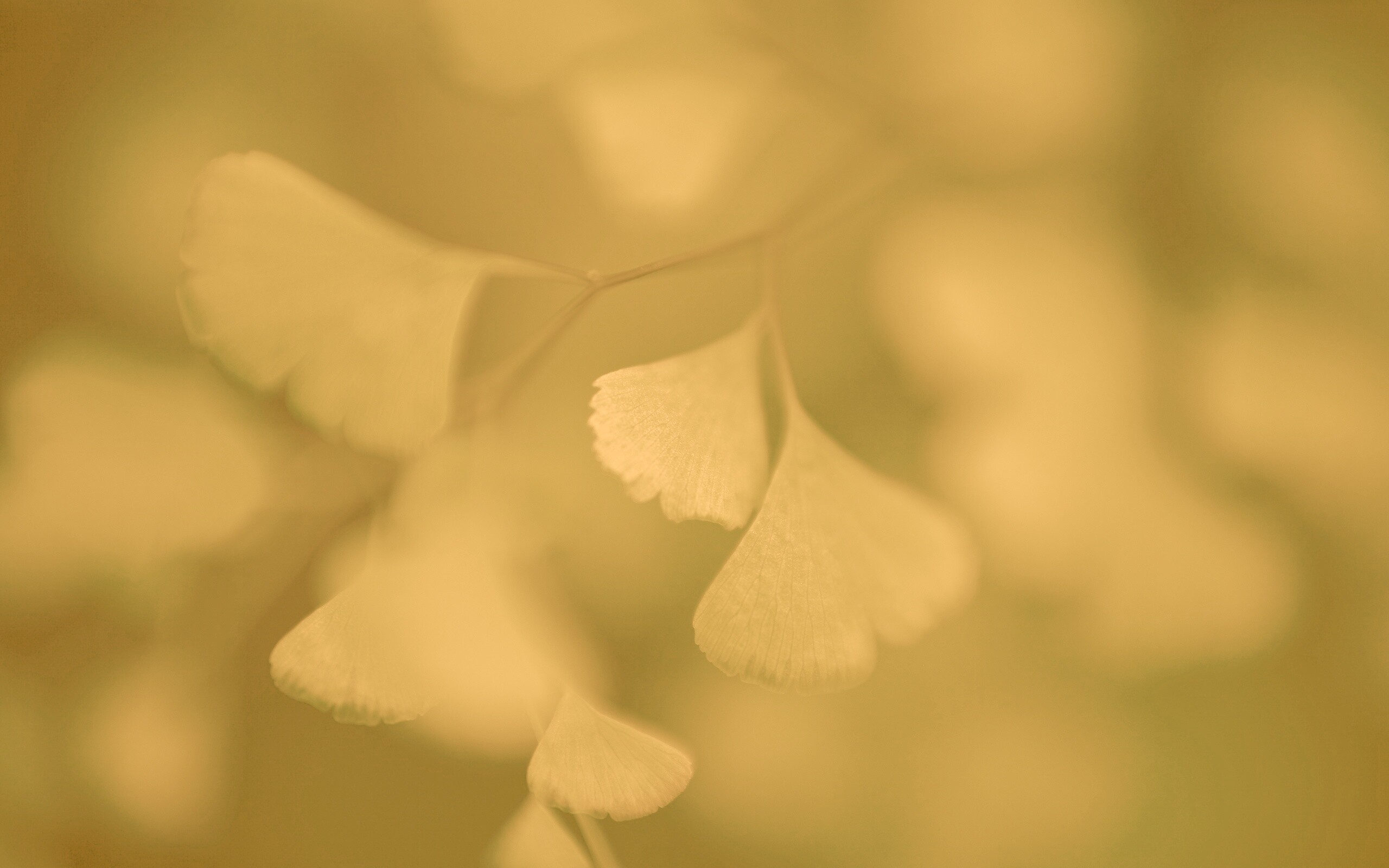 Дикие зеленые листья обои