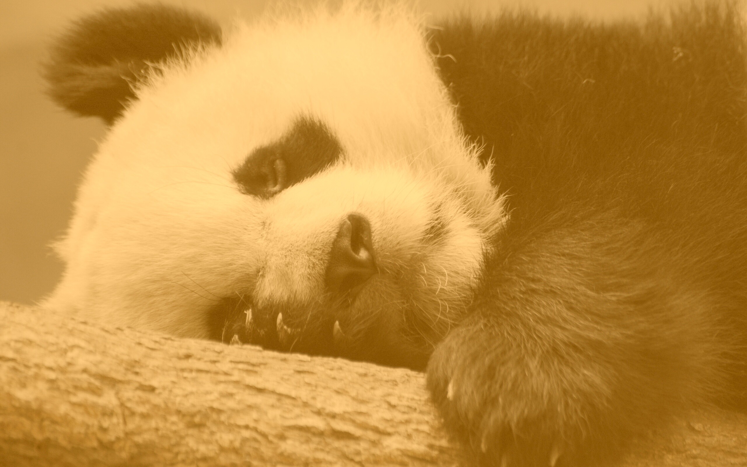 Панда на ветви обои