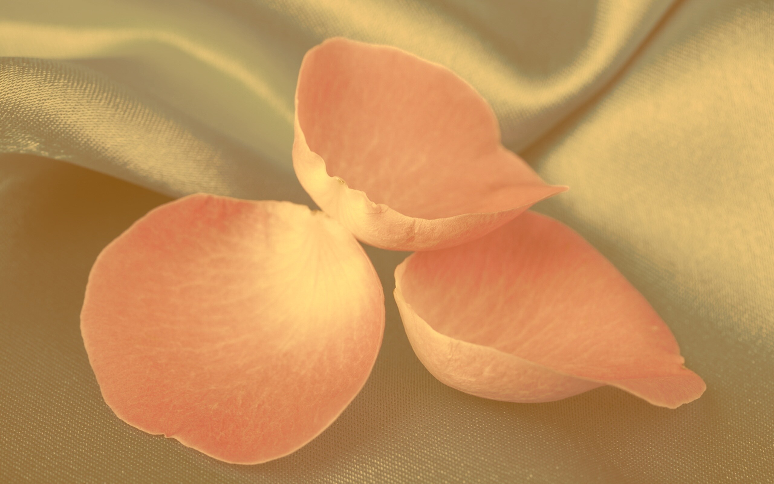 Лепестки розы на голубой ткани обои