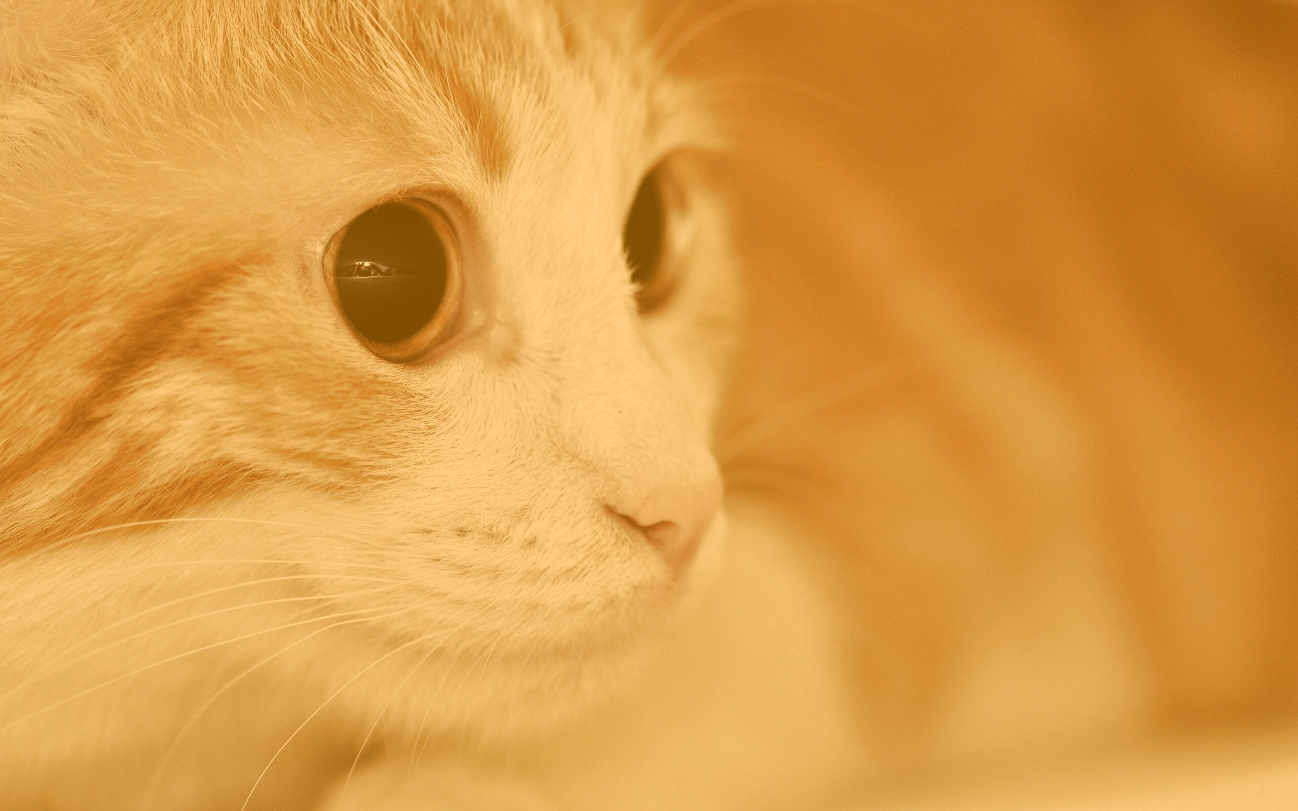 Кот с большими глазами обои