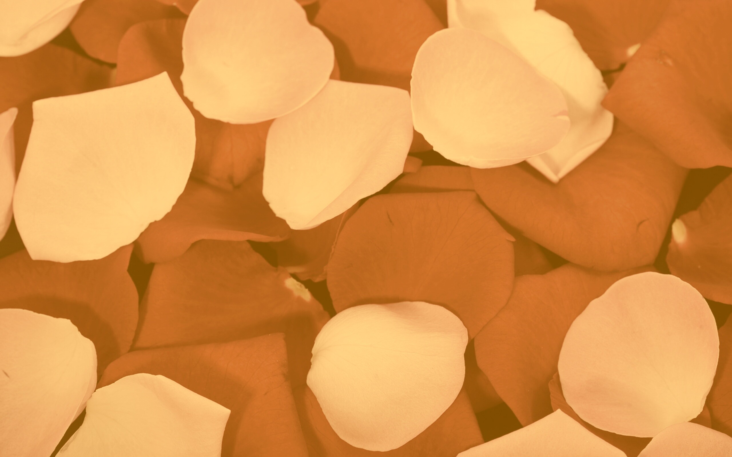 Розовые и красные лепестки обои