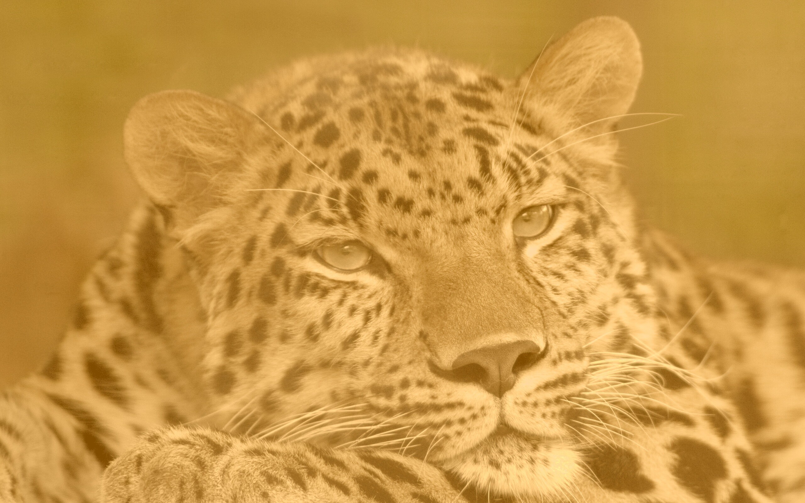 Злопасный ягуляр обои