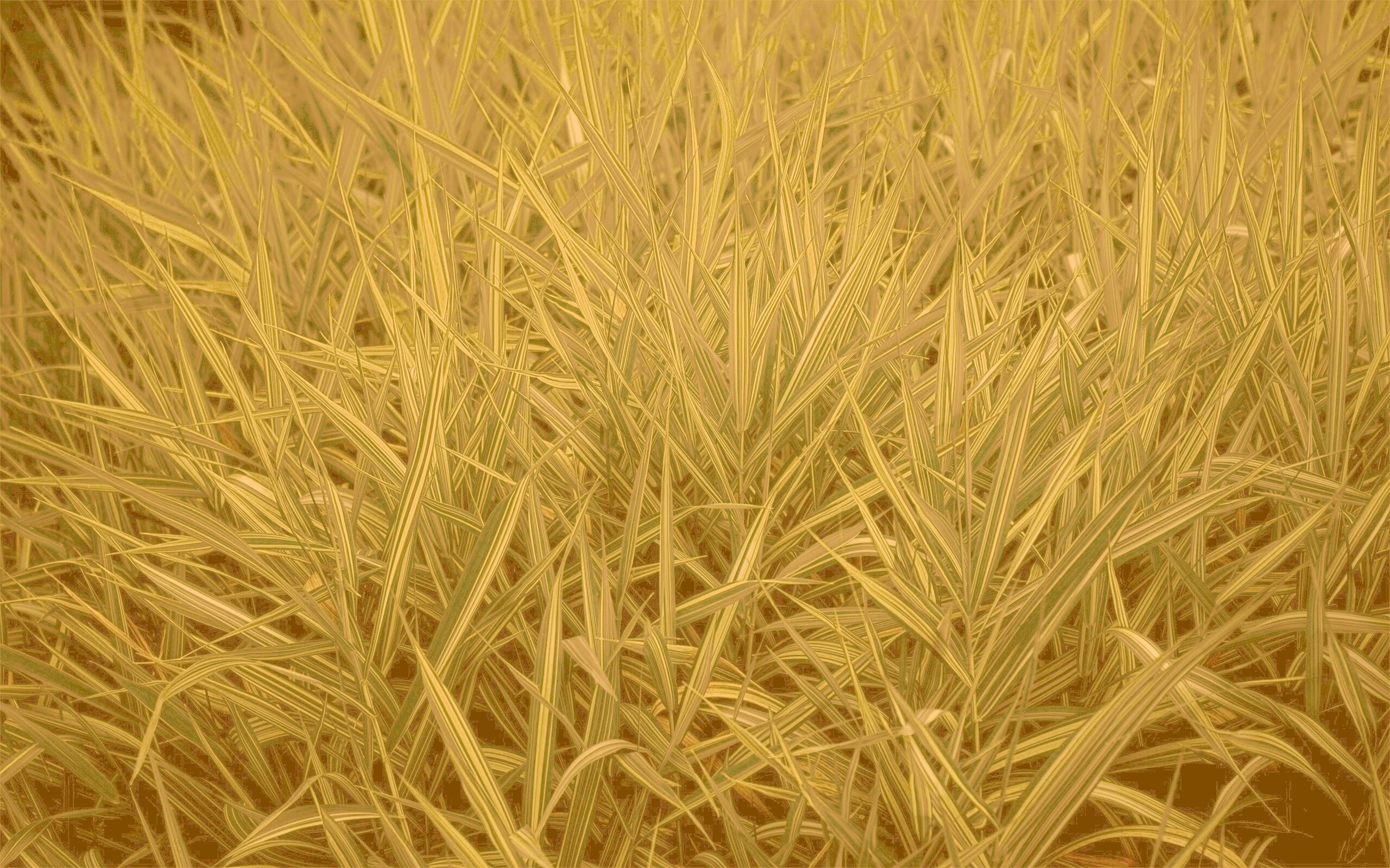 Дикая трава обои