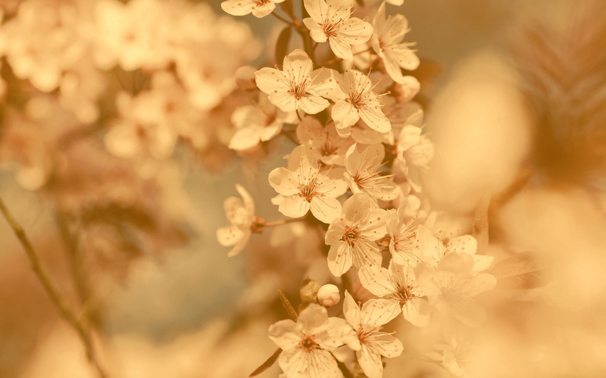 Цветение вишни обои