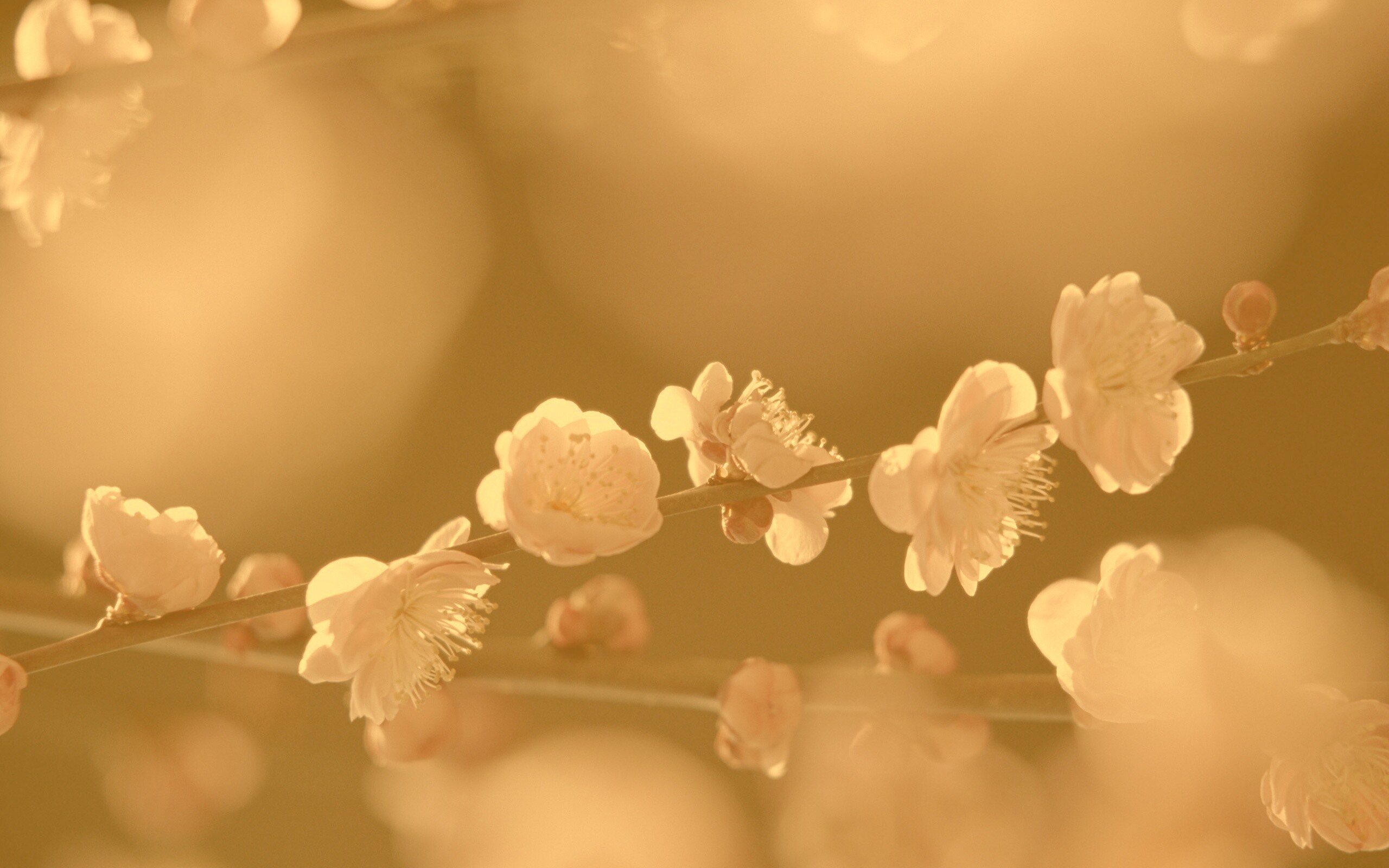 Цветущая вишня обои