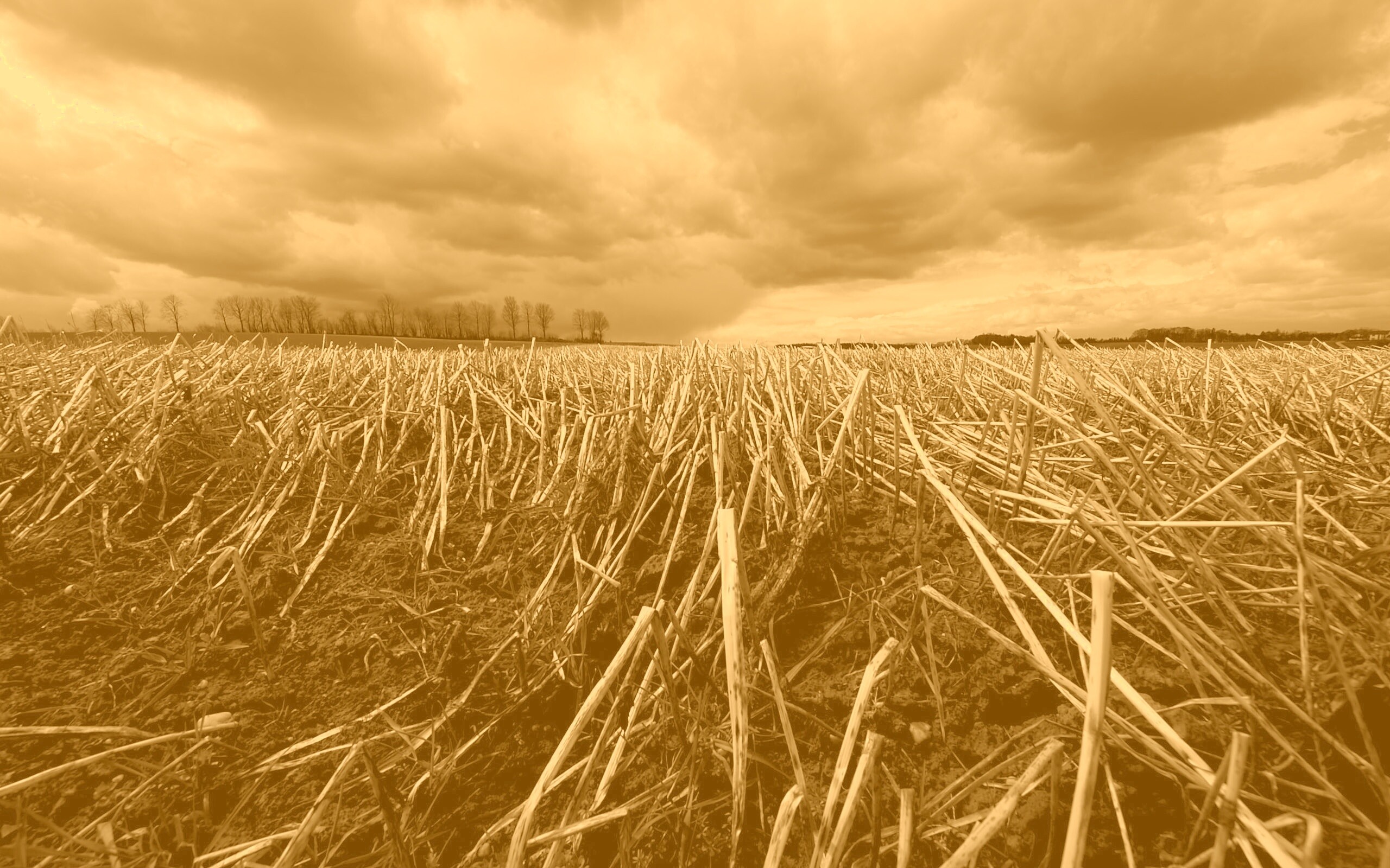 Убранное поле обои