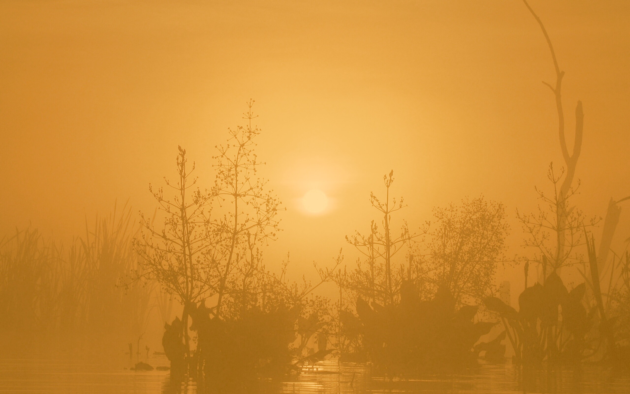 Доисторическое утро обои