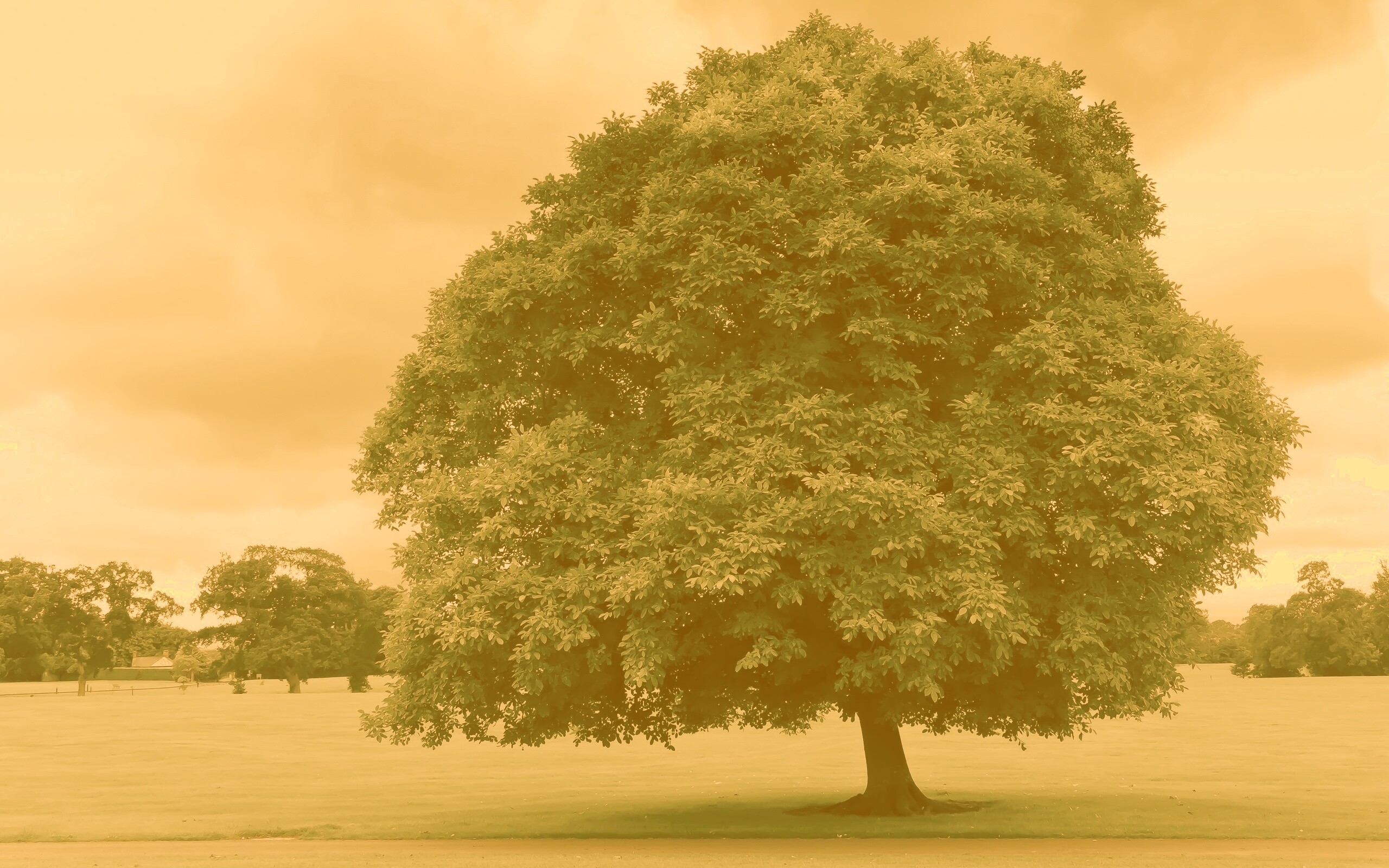 Зеленое ирландское дерево обои