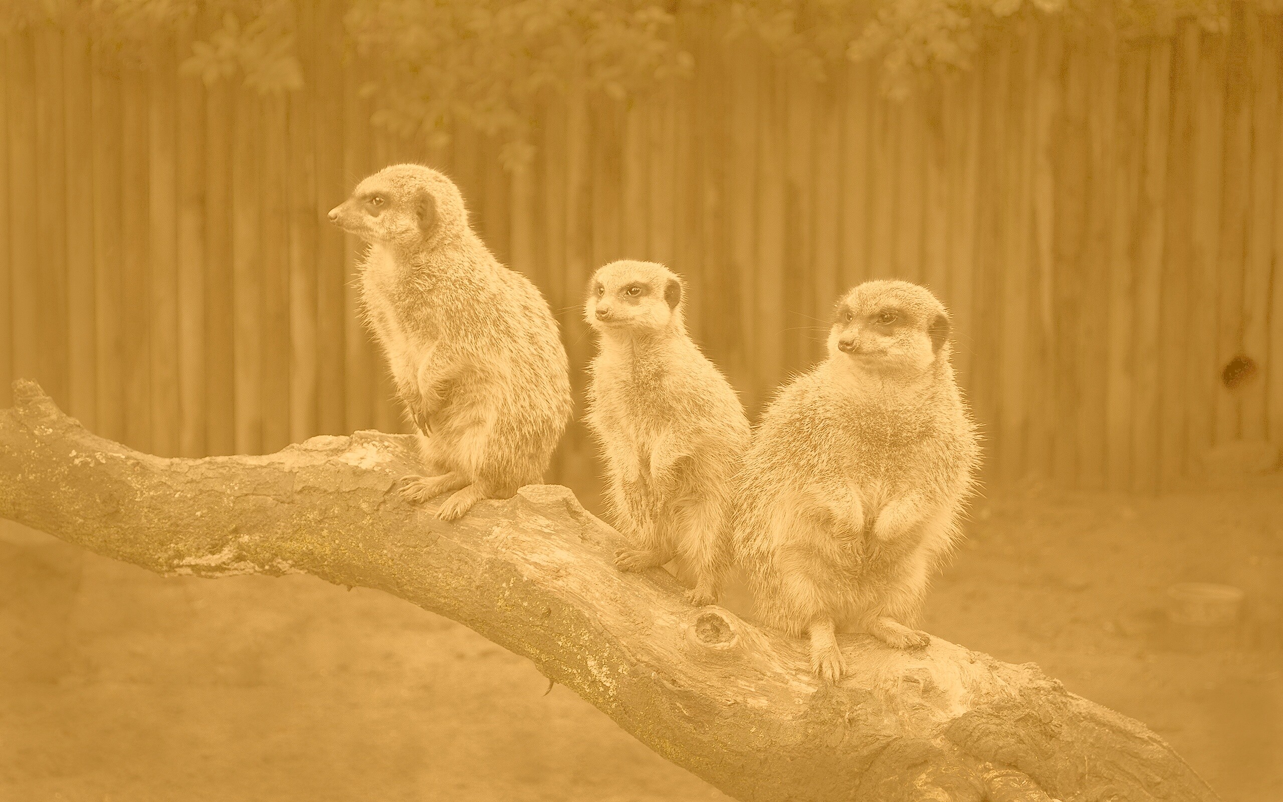 В дозоре обои