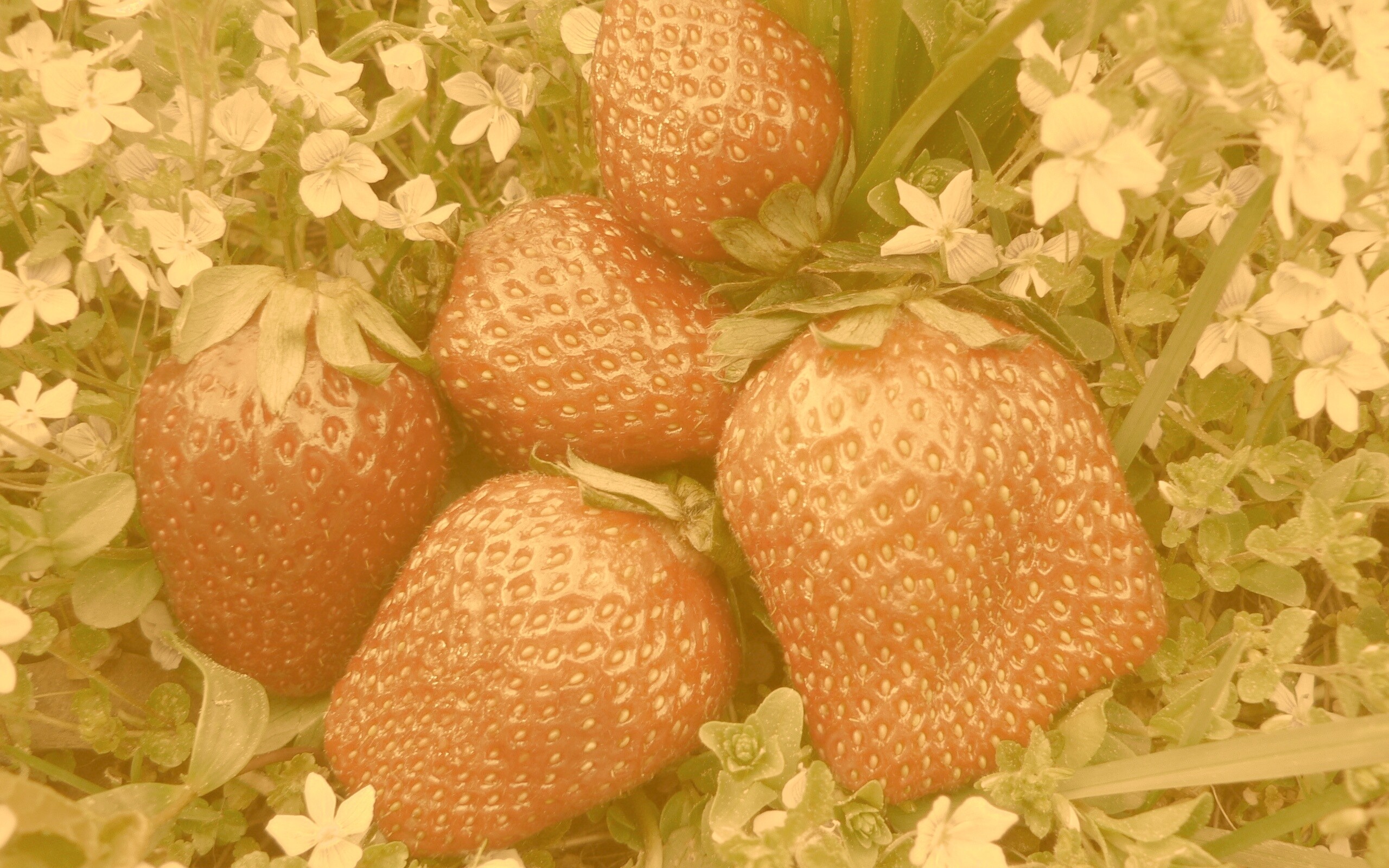 Клубника обои