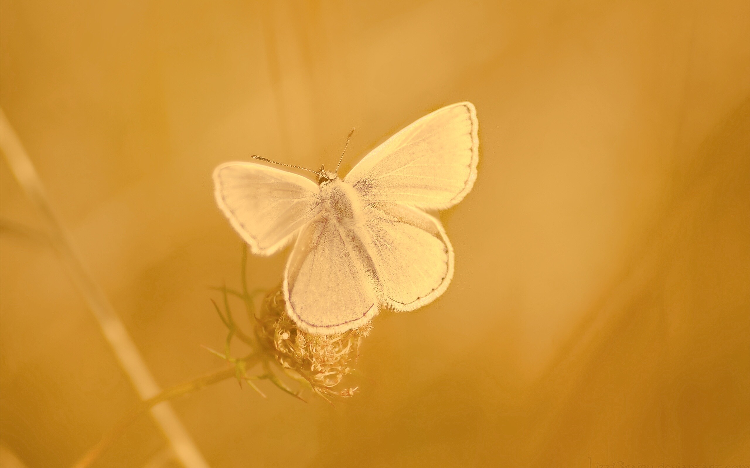 Бабочка с фиолетовыми крыльями обои