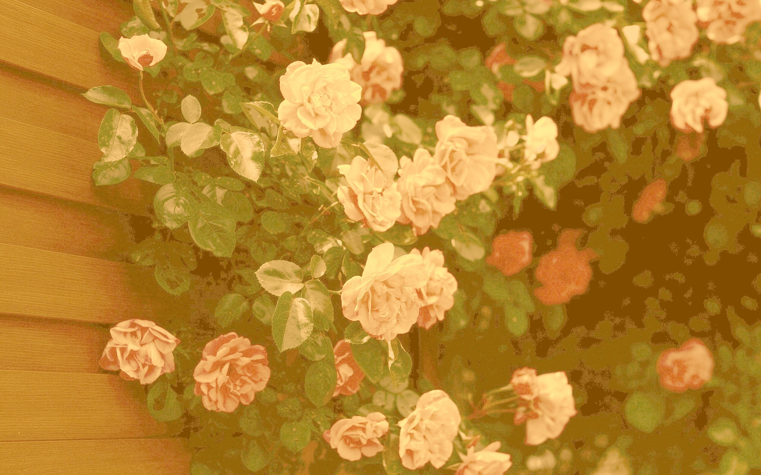 Розовый куст обои