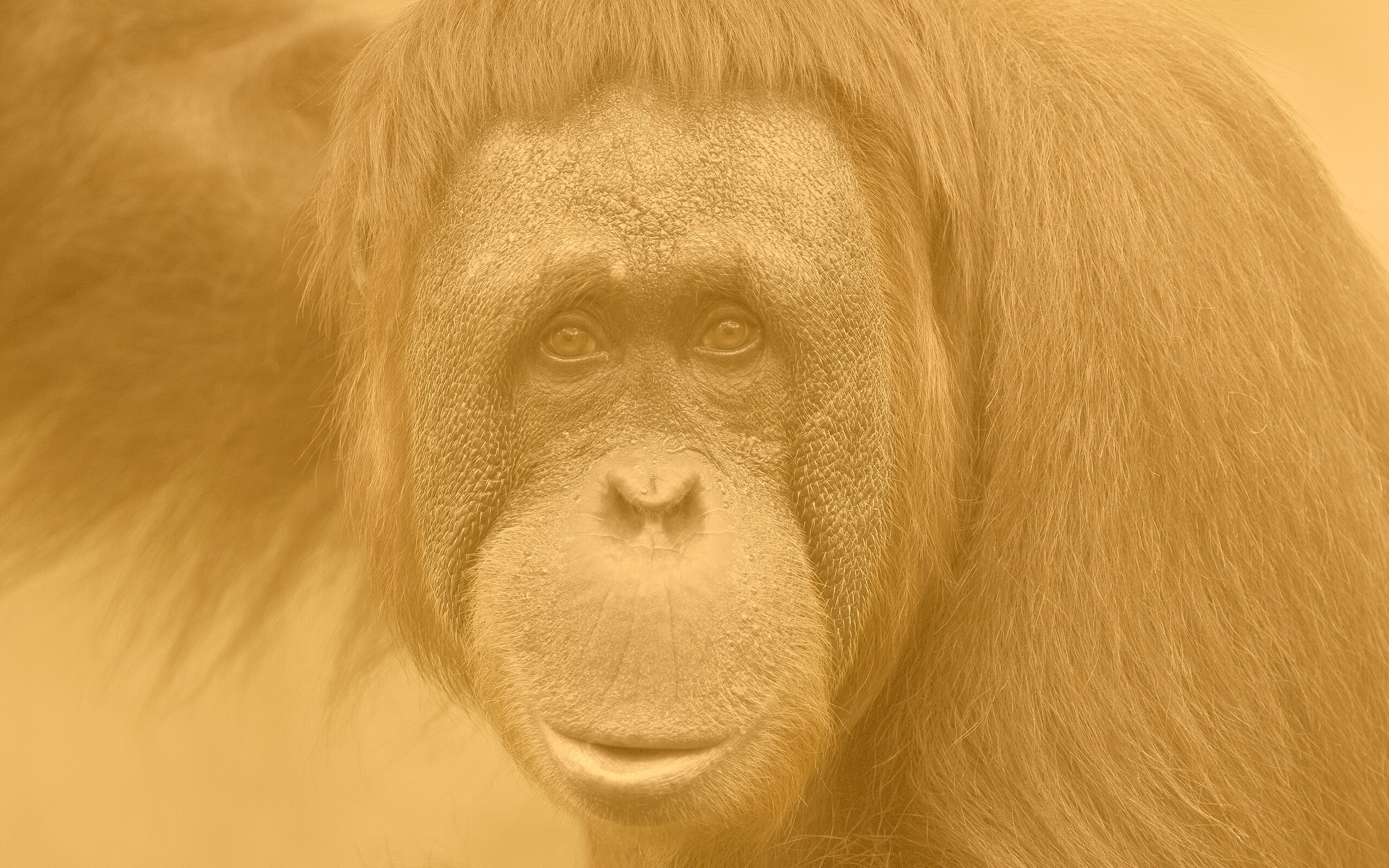 Орангутан обои