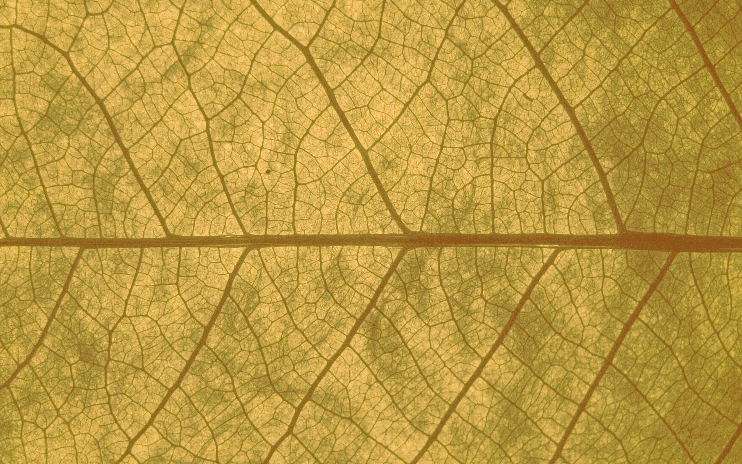 Свечение зеленого листа в макро обои