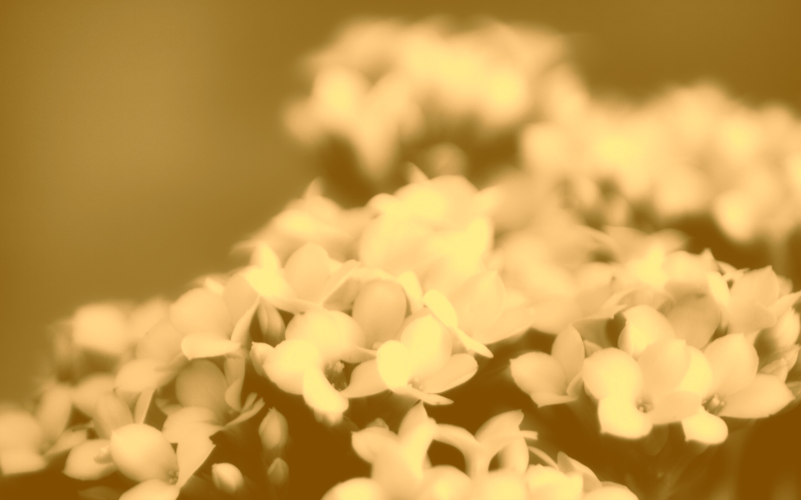 Белоснежные цветочки обои