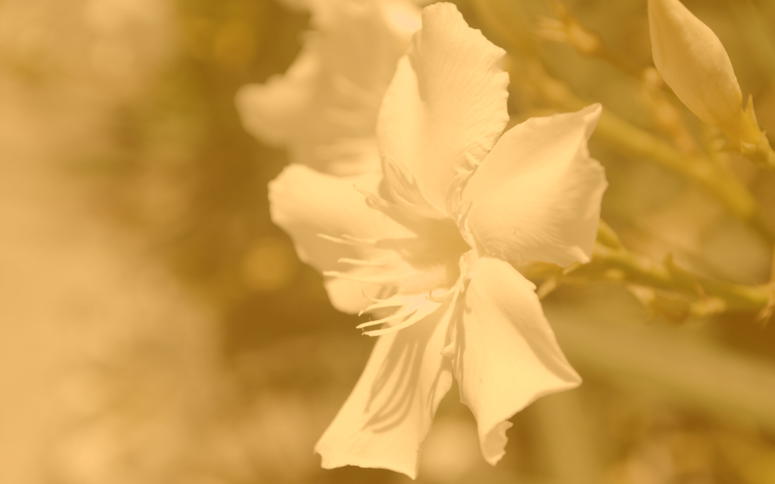 Эухарис, амазонская лилия обои