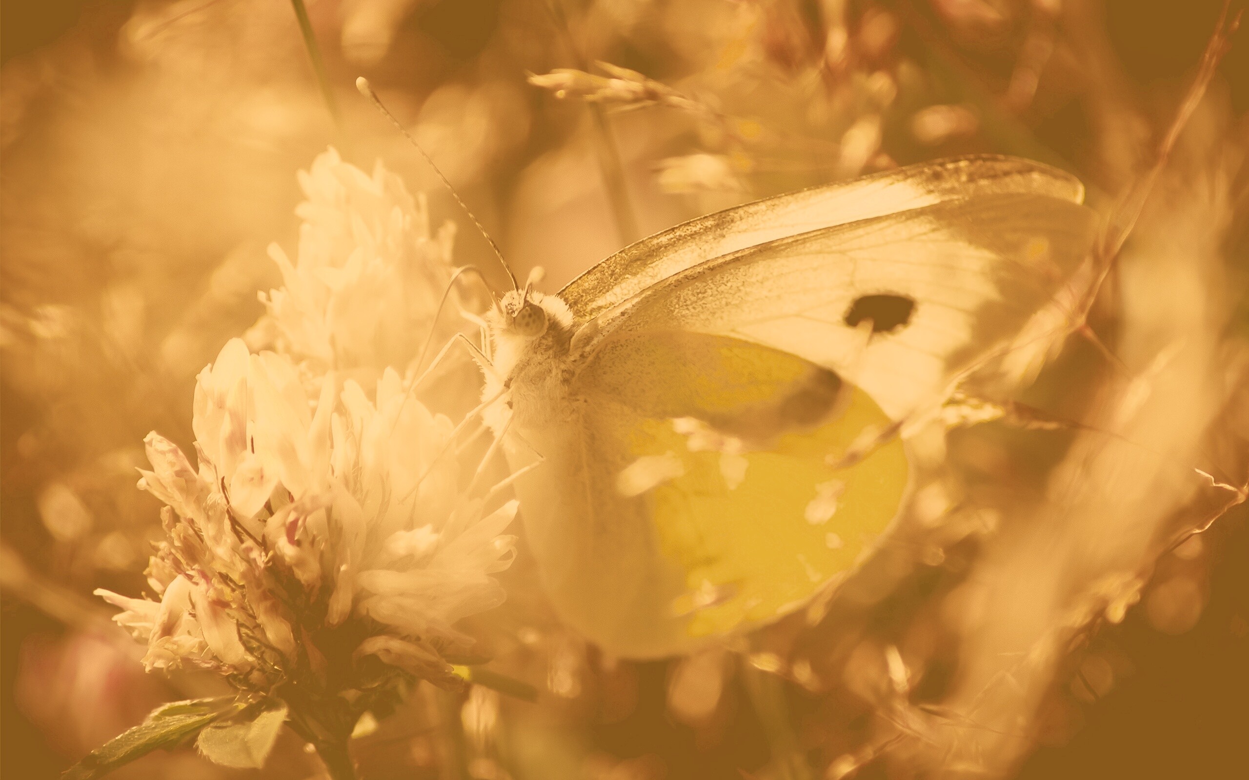 Бабочка на цветке обои