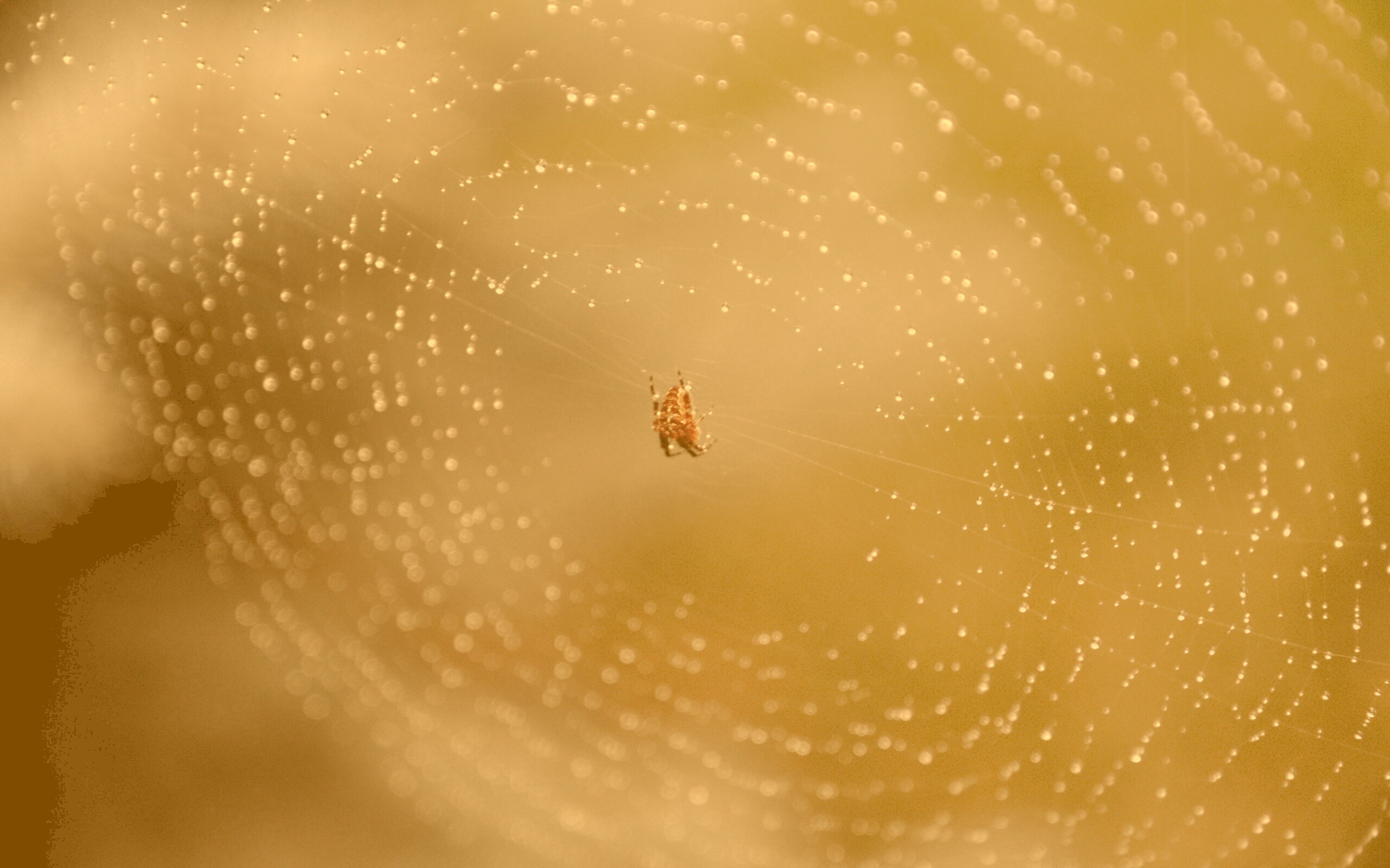 Паук на паутине обои