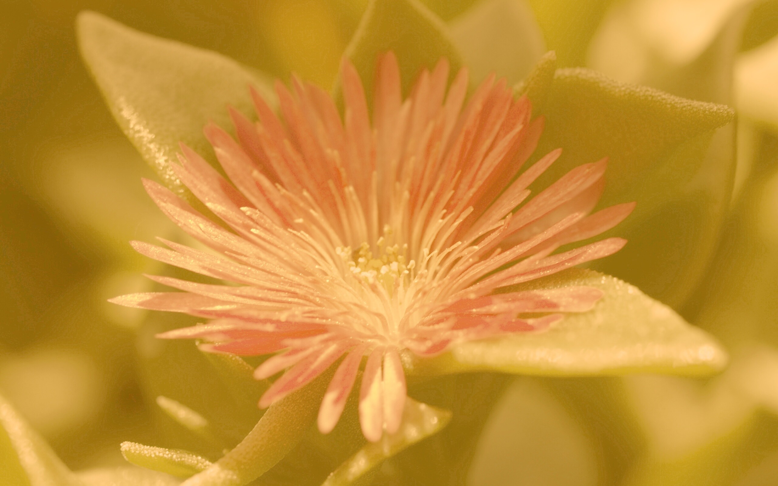 Чудесный цветок обои