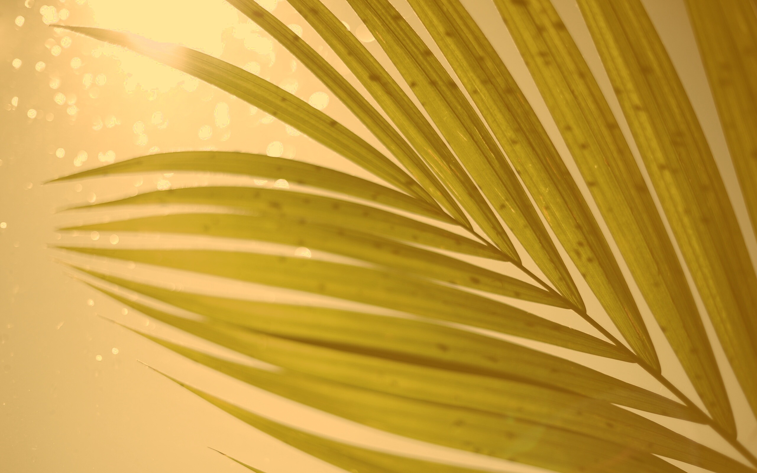 Солнце просвечивает сквозь пальмовый лист обои