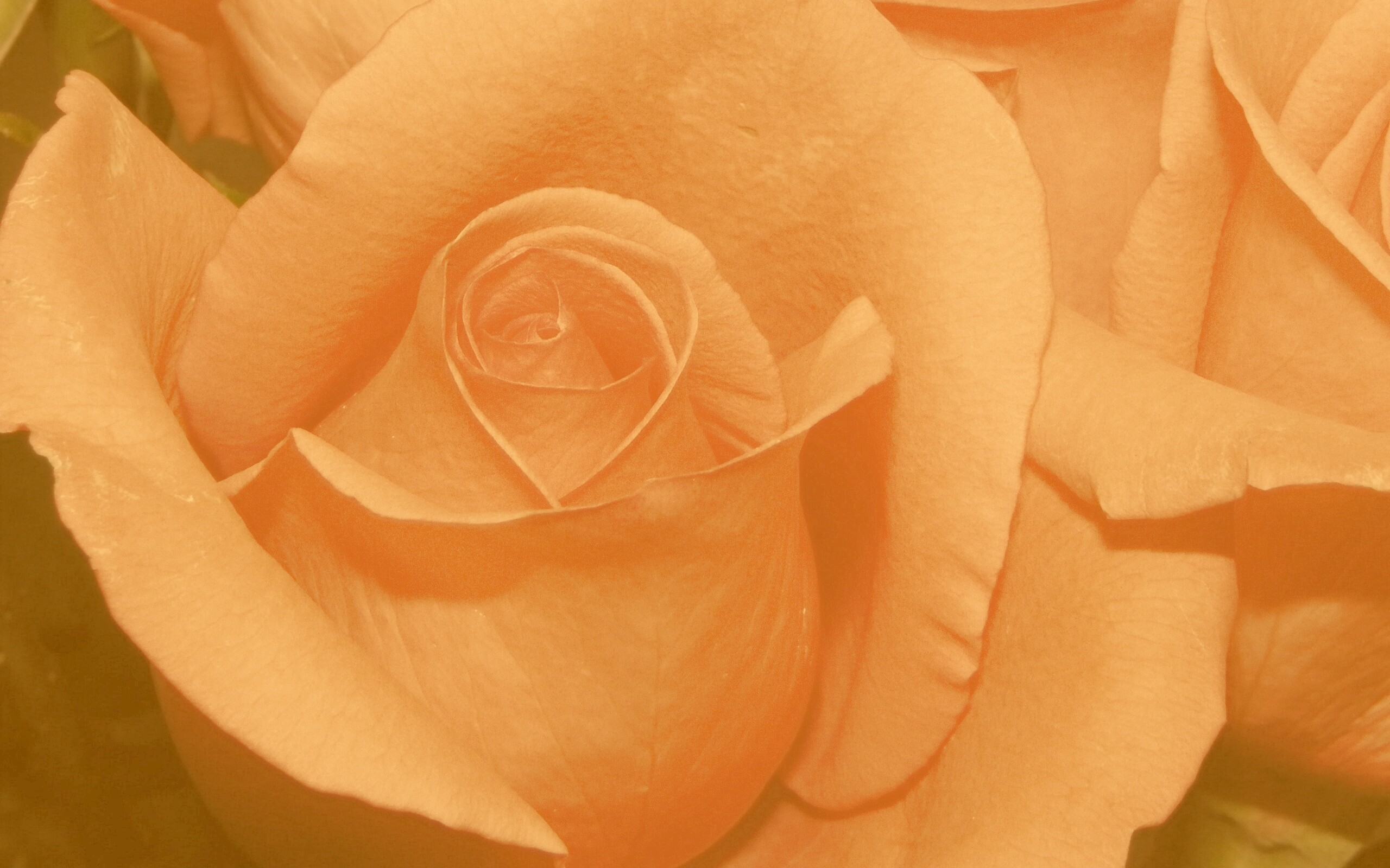 Бутон розы обои