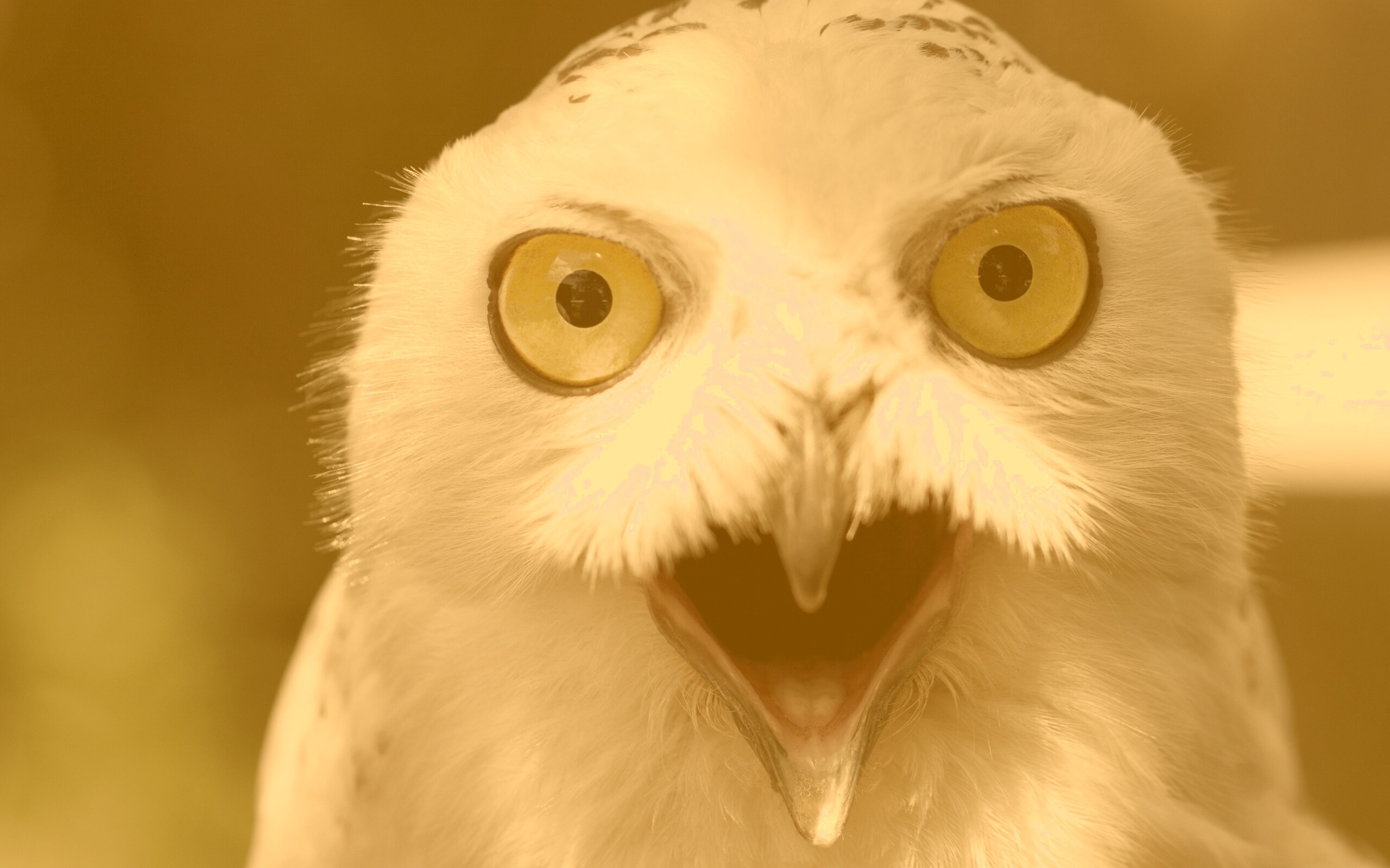 Сова в шоке! обои