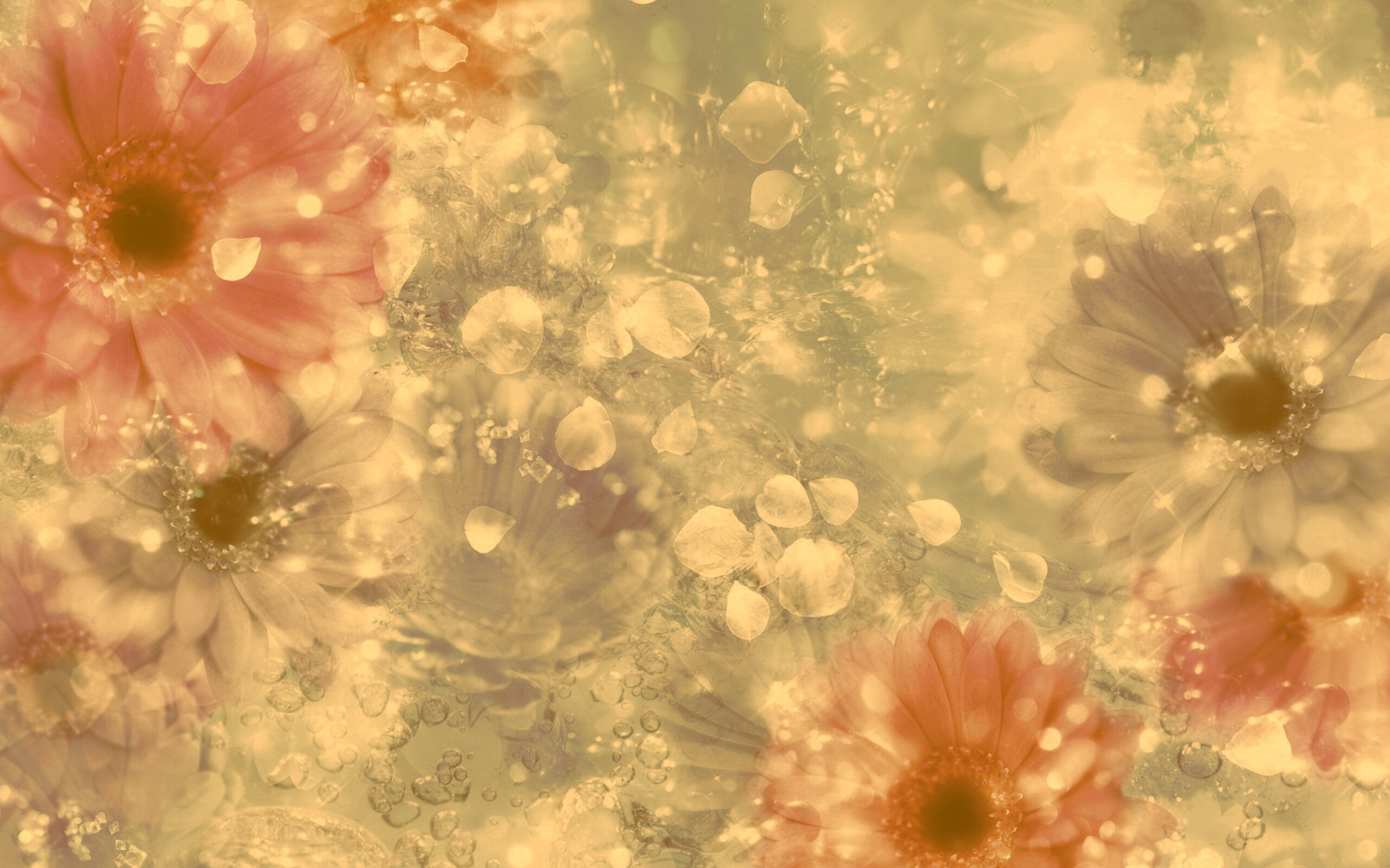 Цветочная эйфория обои