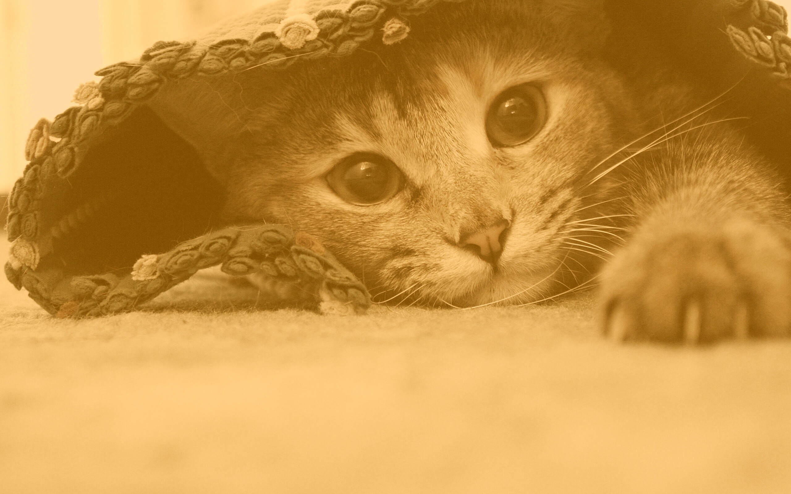 Кот под ковриком обои