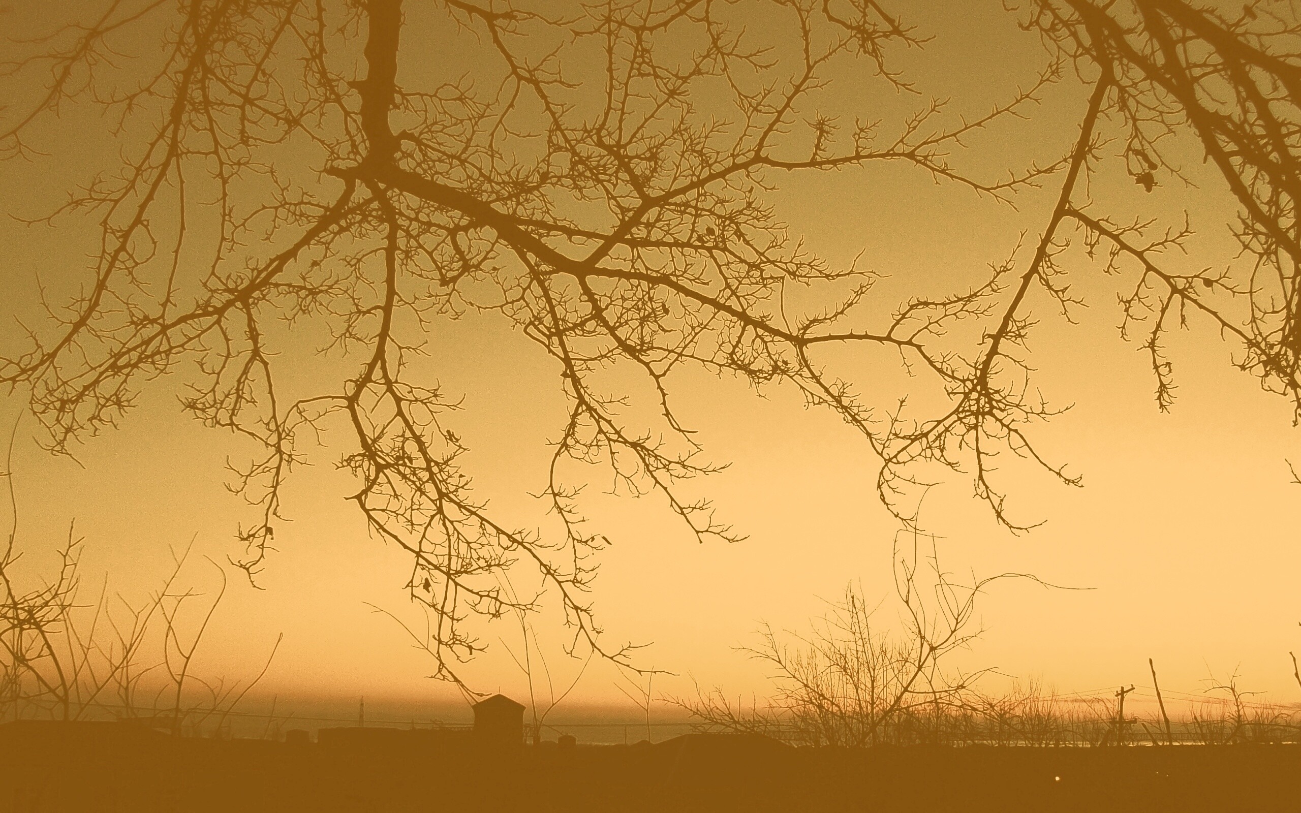 Закат сквозь ветки деревьев обои