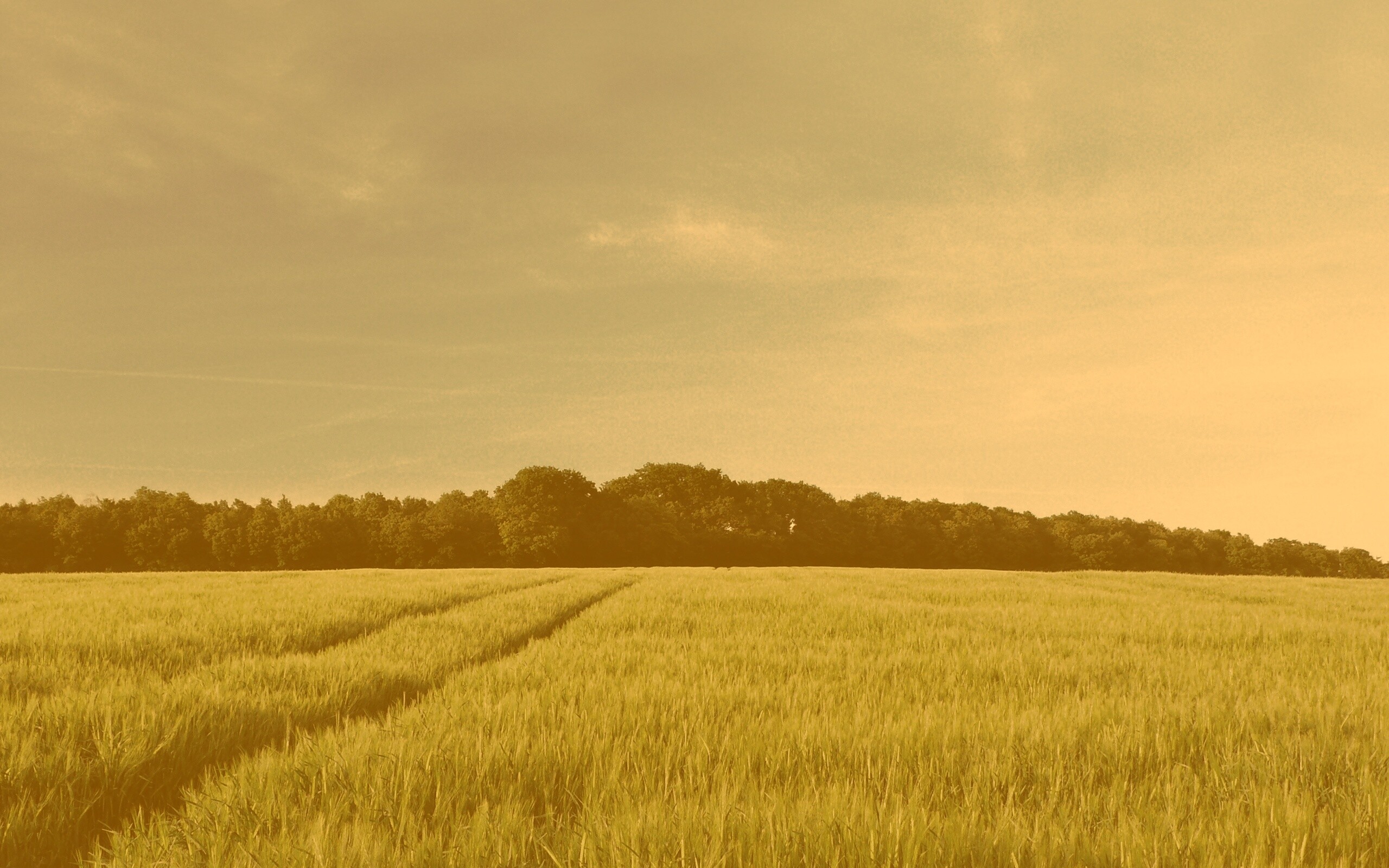 Следы колеи в поле обои