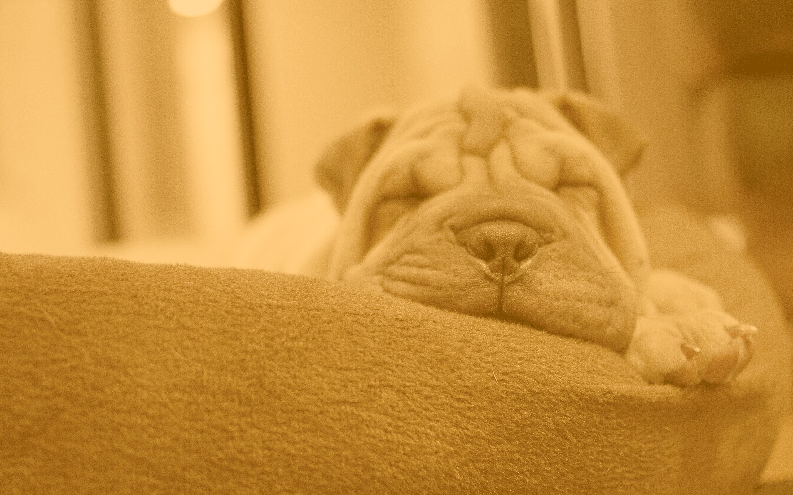 Щенок шарпея спит обои