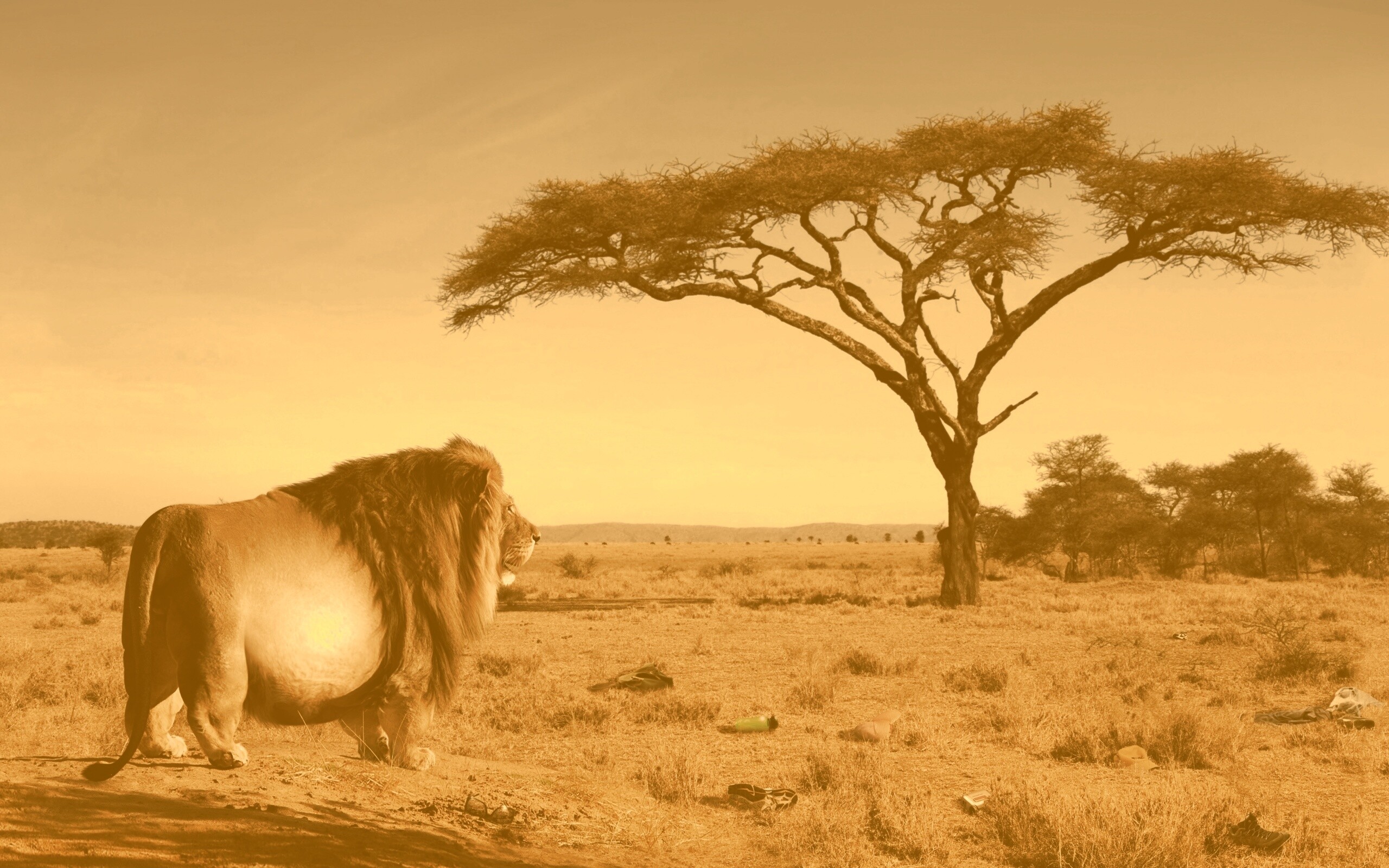 Толстый лев обои