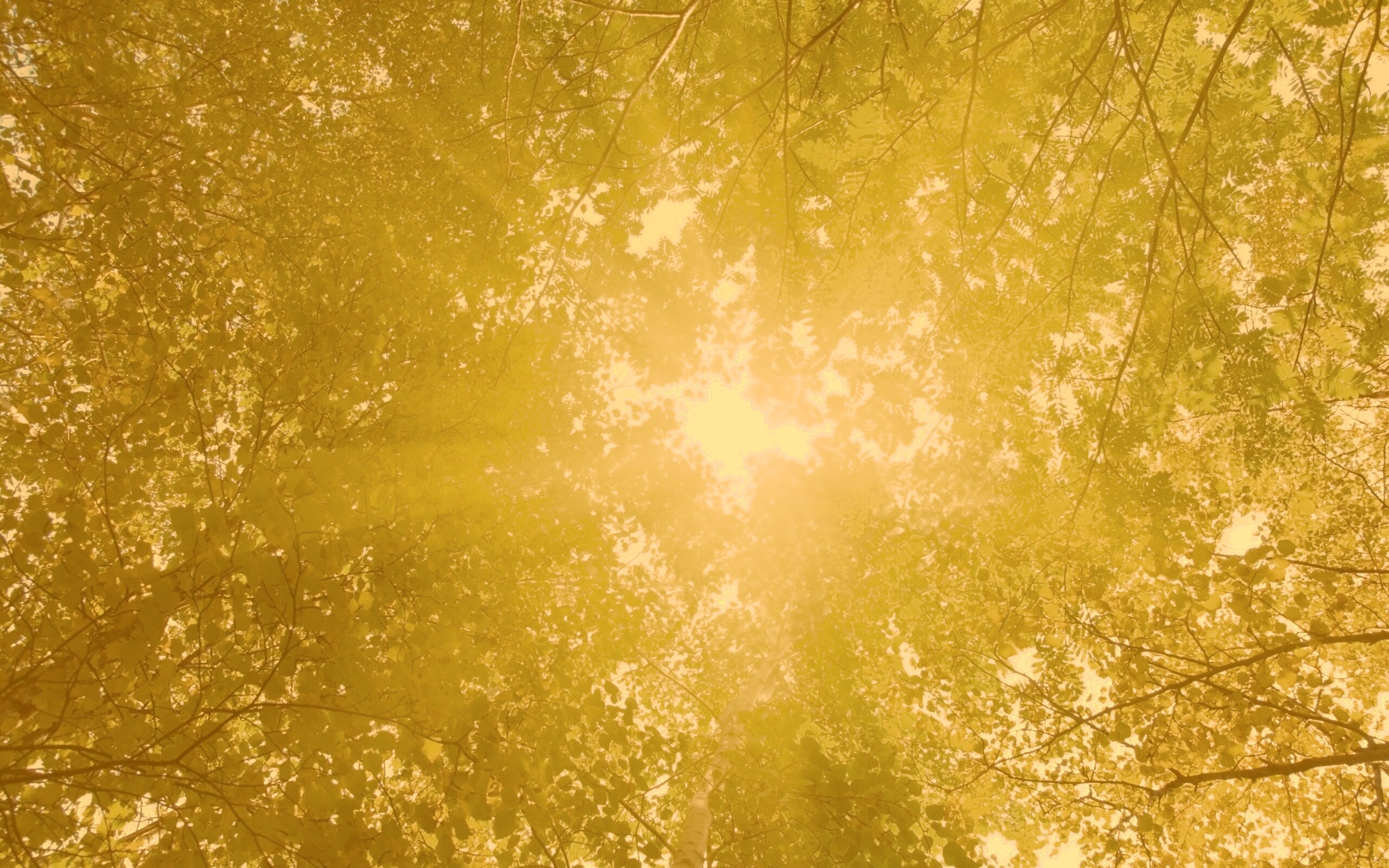 Яркий зеленоватый свет пробивающийся сквозь листву обои