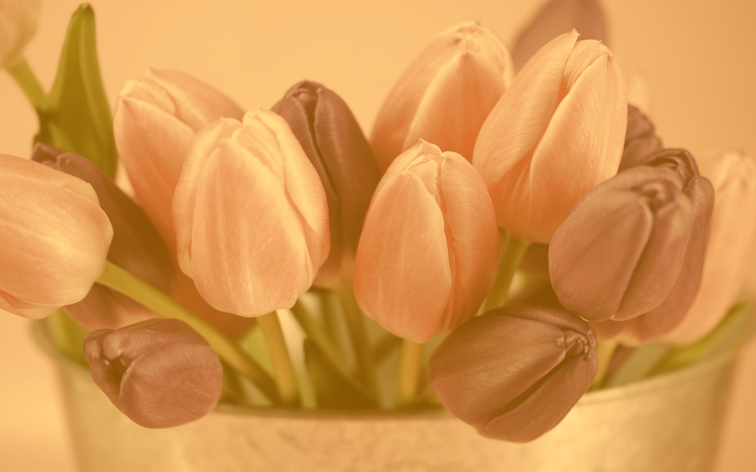 Розовые и фиолетовые тюльпаны обои