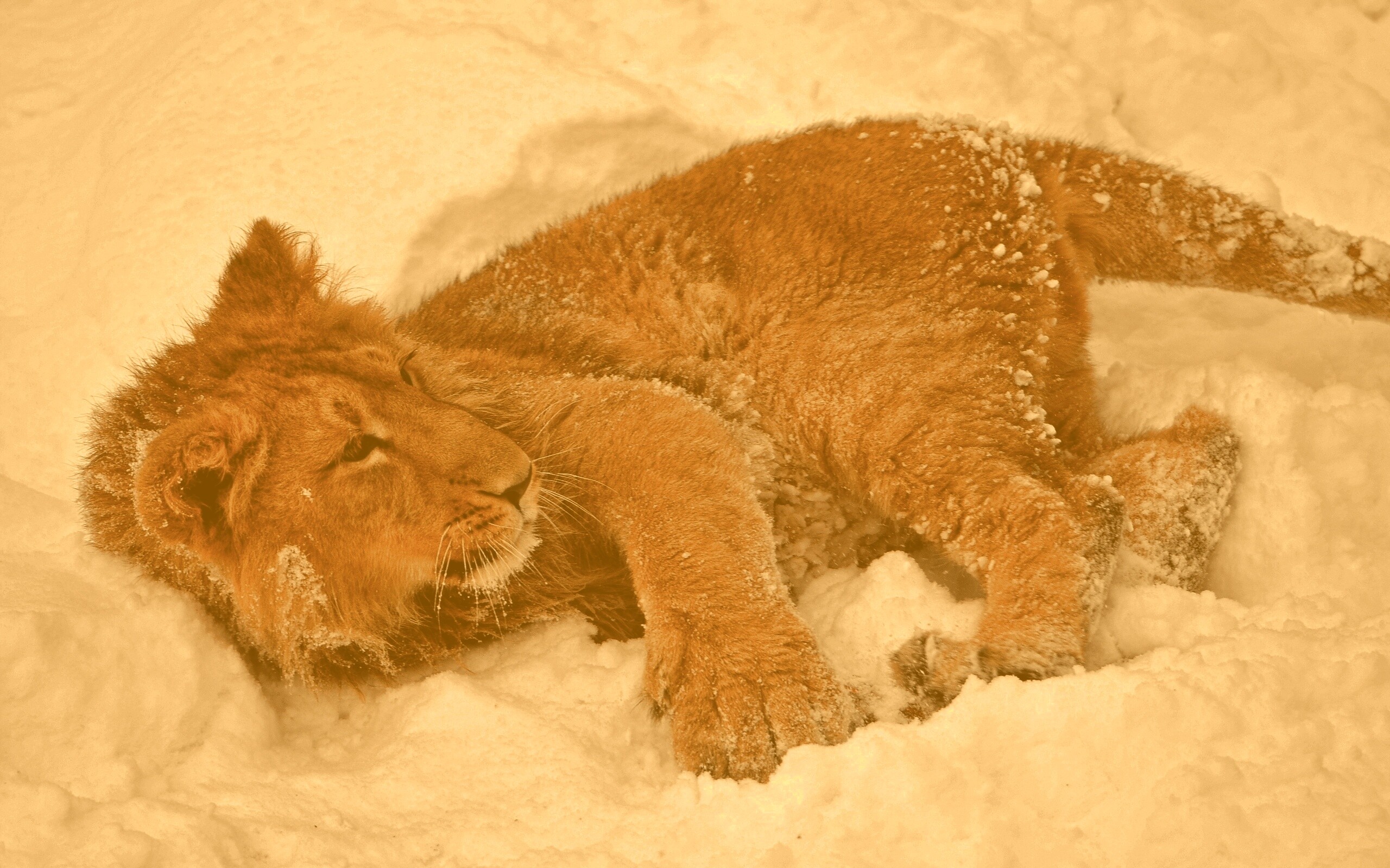 Львёнок в снегу обои